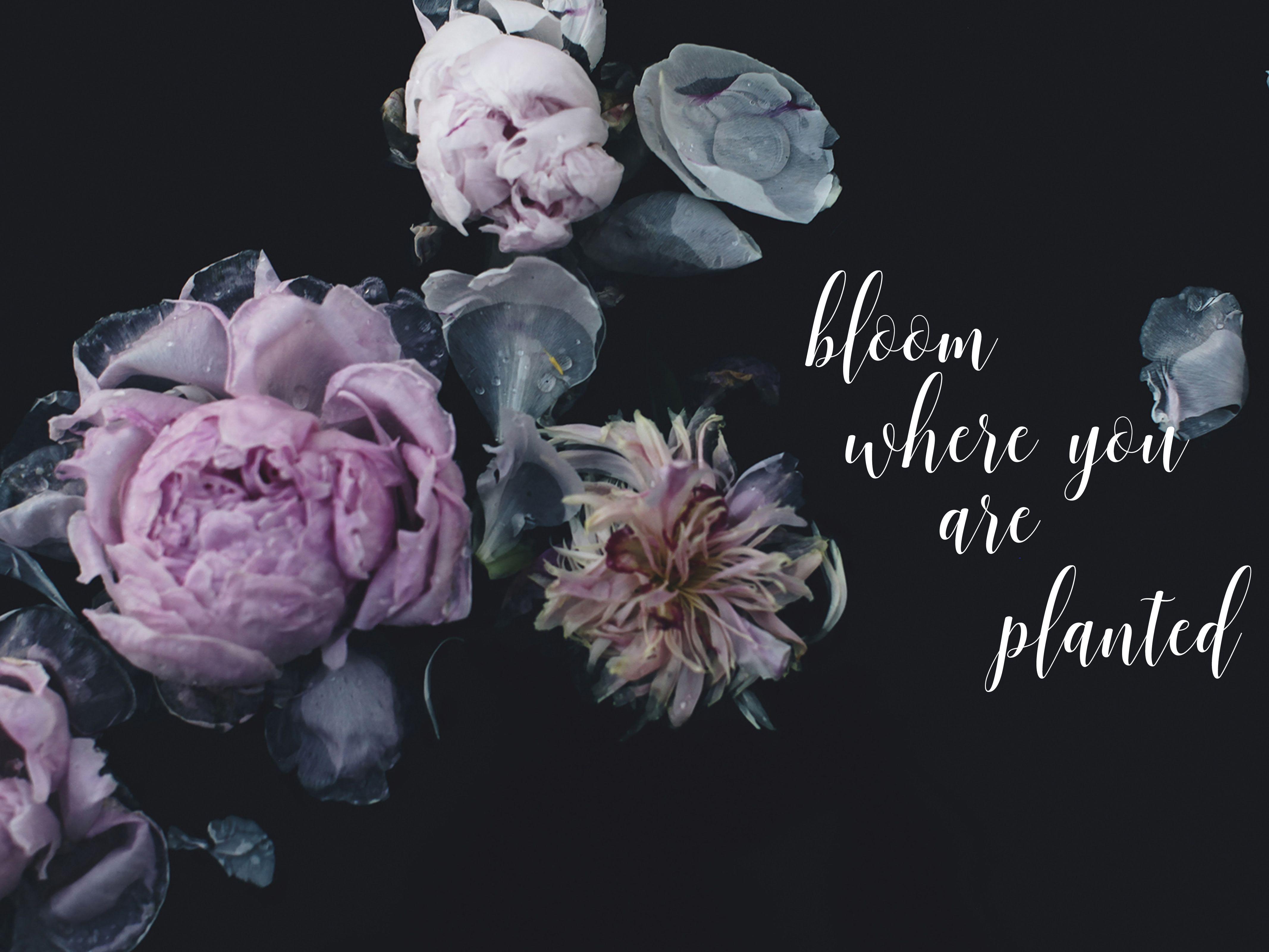 Bloom Where You Are Planted Wallpapers - Top Free Bloom Where You Are ...