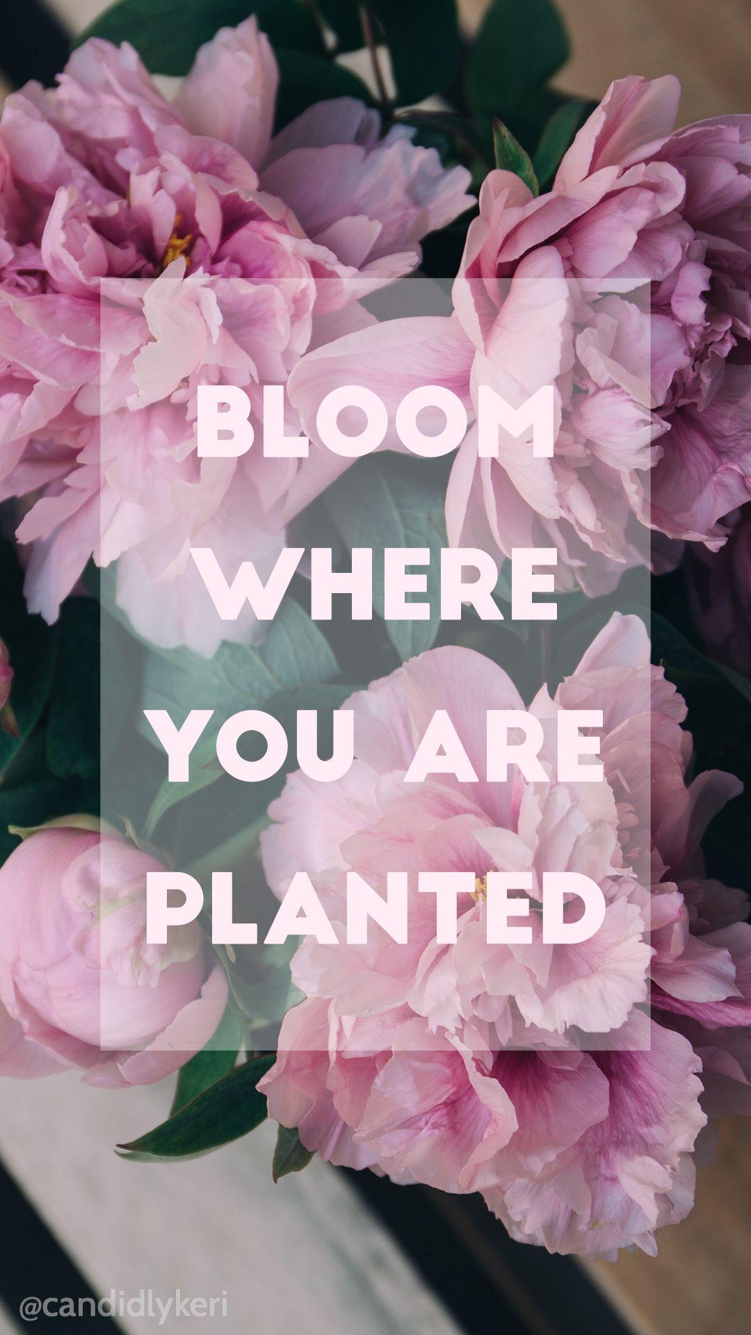 1080x1920 Mobile. Bloom where you are planted, Flower quotes, Pink wallpaper iphone