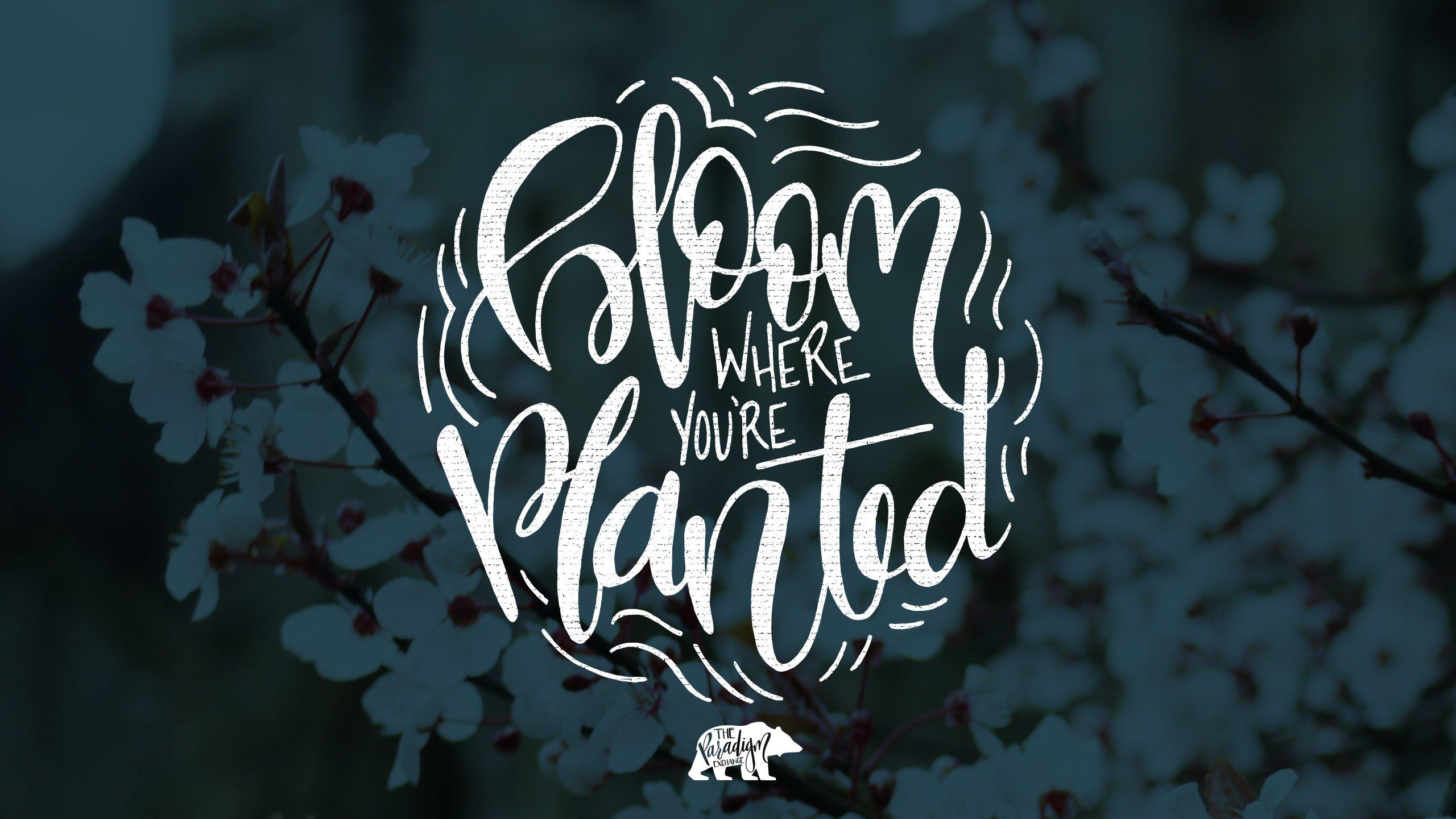 Bloom Where You Are Planted Wallpapers - Top Free Bloom Where You Are ...