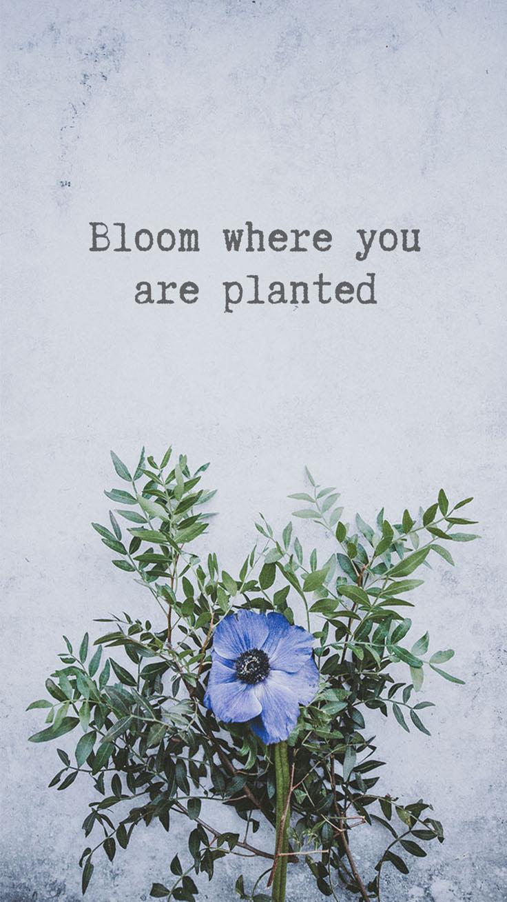 736x1308 Floral iPhone Wallpaper To Enjoy That Summer Feeling