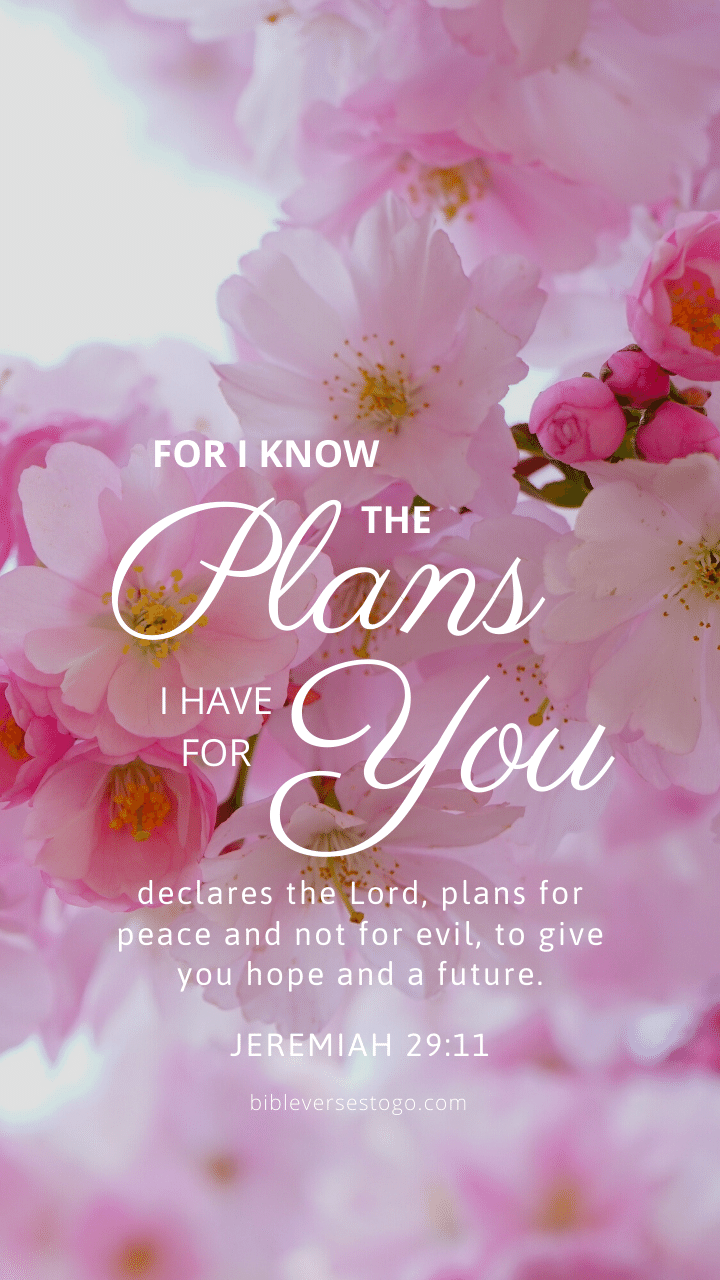 720x1280 Pink Bloom Jer 29:11 Verses To Go