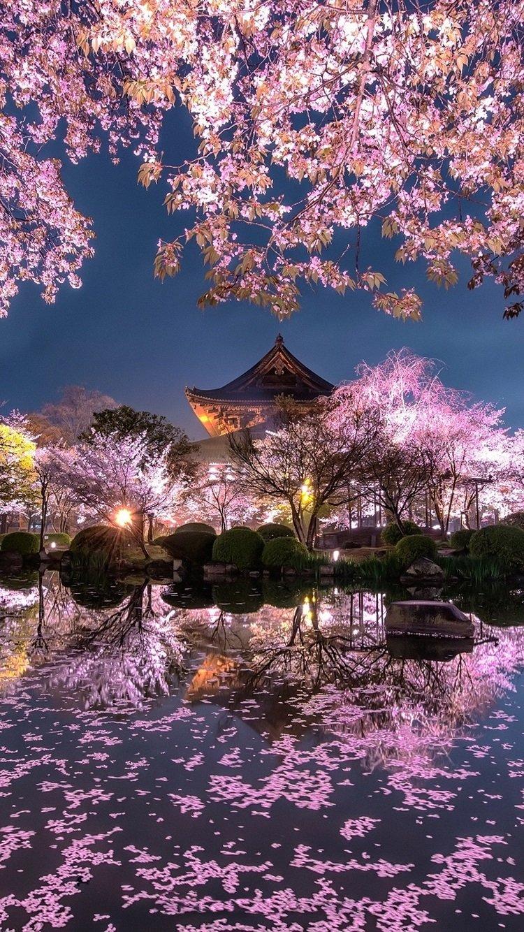 750x1334 Cherry Blossom Wallpaper