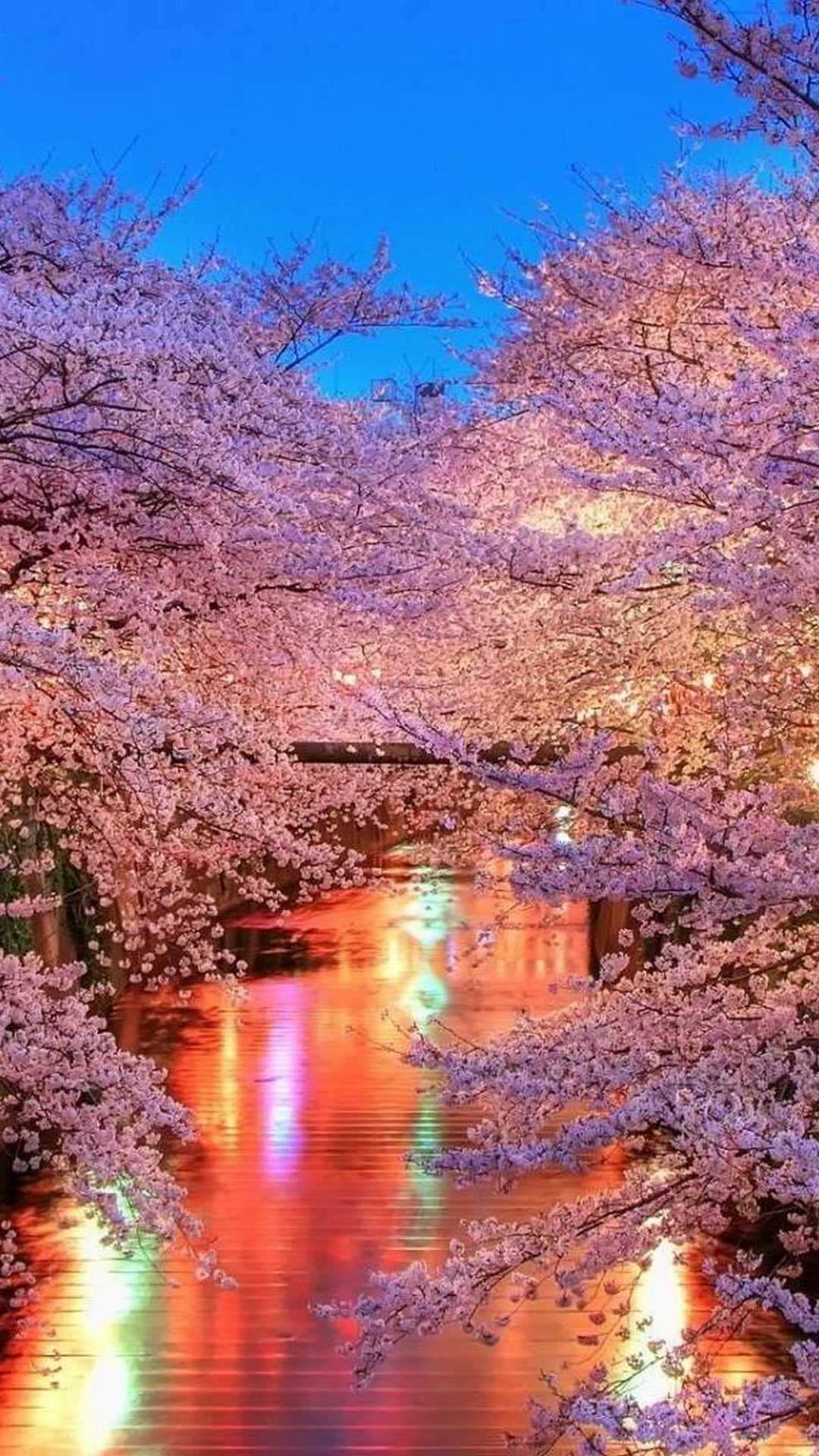 1080x1920 Cherry Blossom Wallpaper