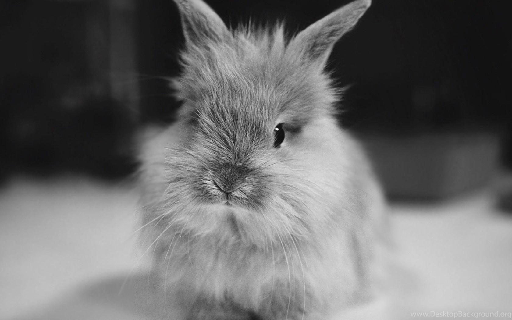1680x1050 White, Background, Wallpaper, Bunnies, Black, Rabbit, Lovely. Desktop Background