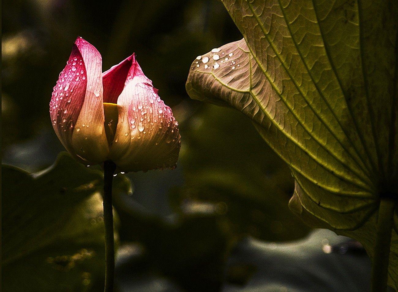 1300x955 Morning Dew On Leaves Wallpaper
