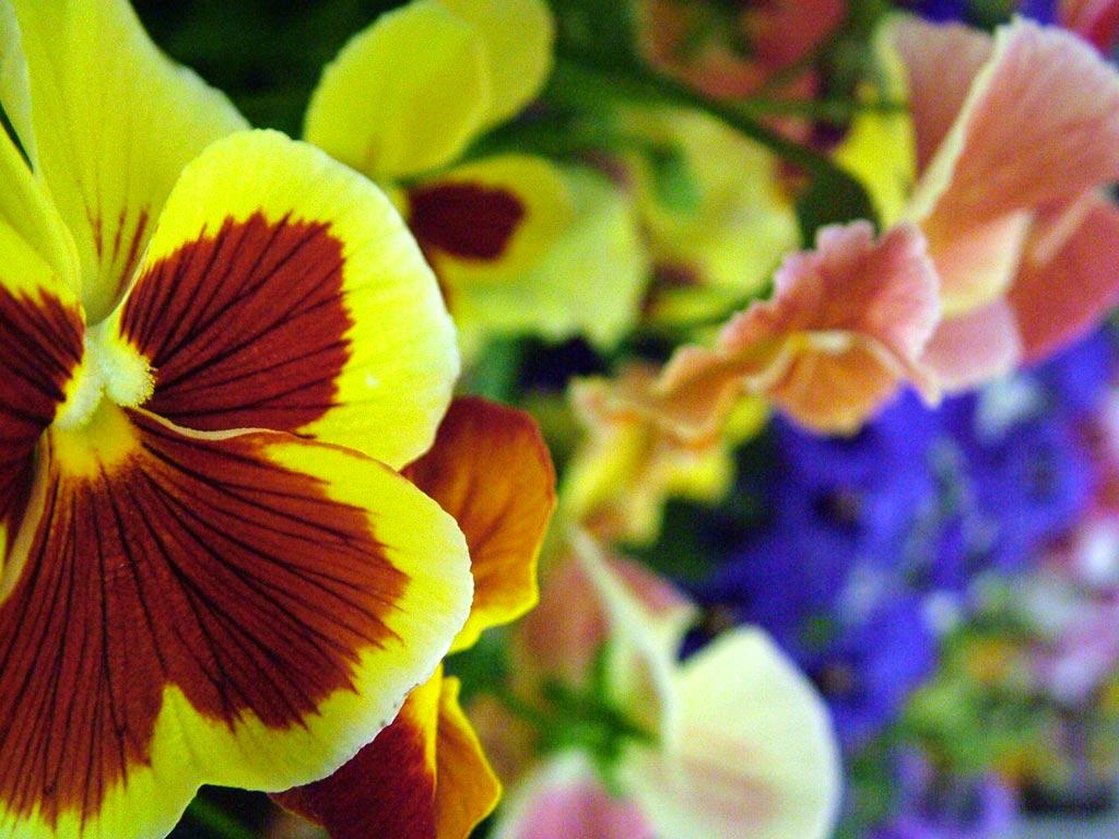 1024x768 Hampton Court Flower Show Picture Gallery 4