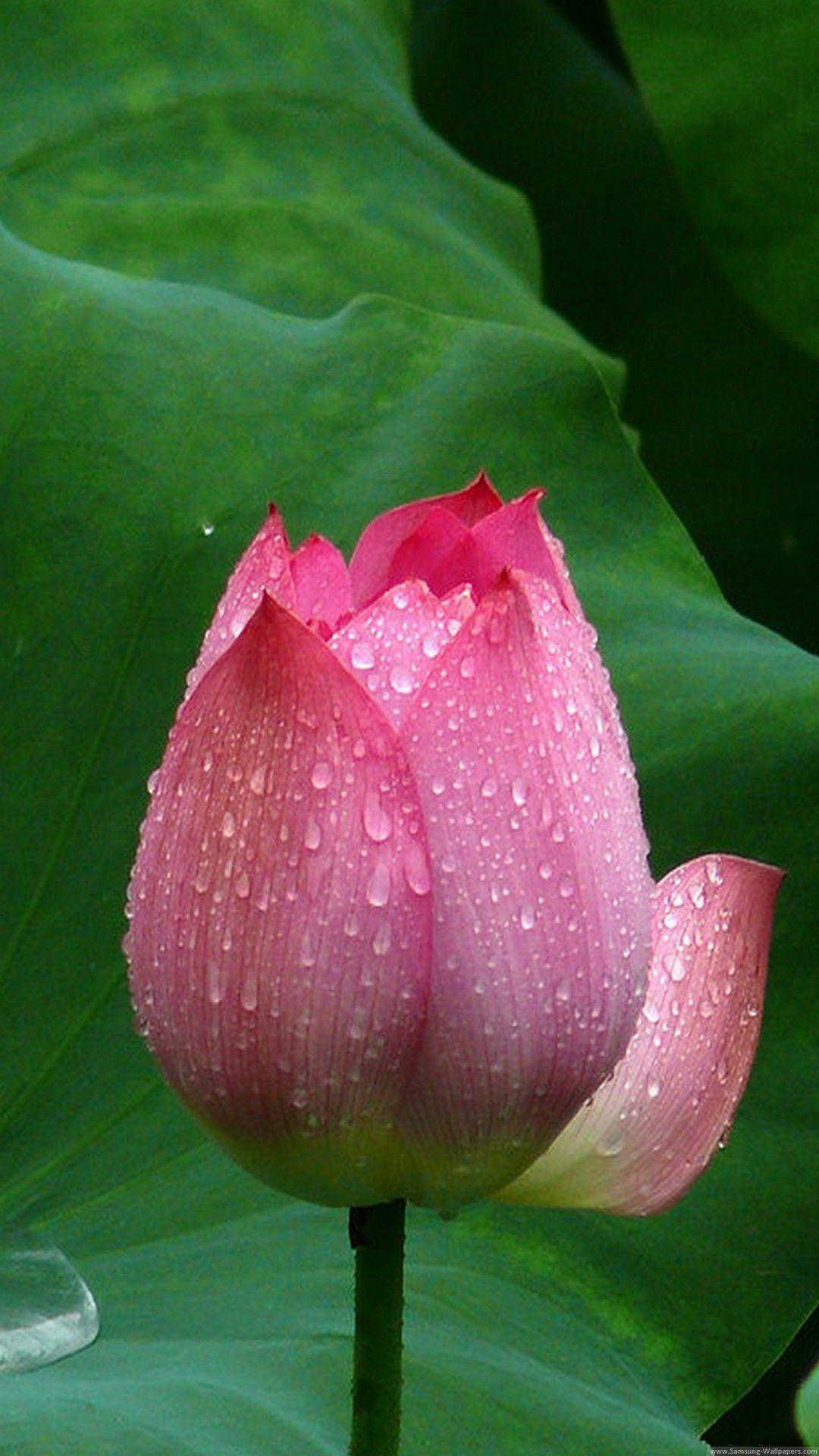 1080x1920 Nature iPhone 6 Plus Wallpaper Flower Closeup iPhone 6 Plus