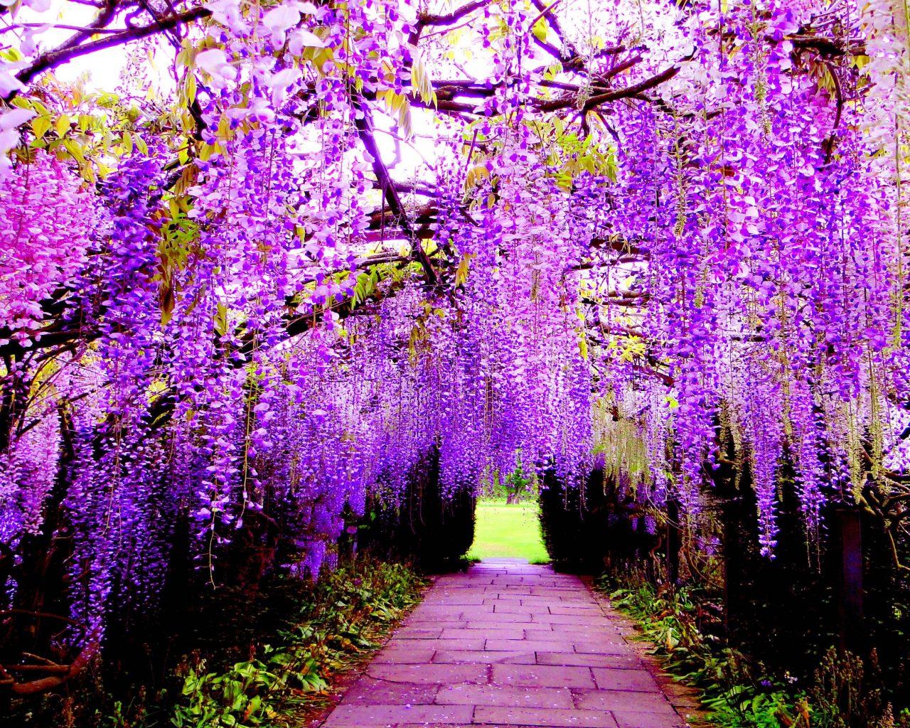 1280x1024 Hampton Court Wisteria Tunnel HD Wallpaper