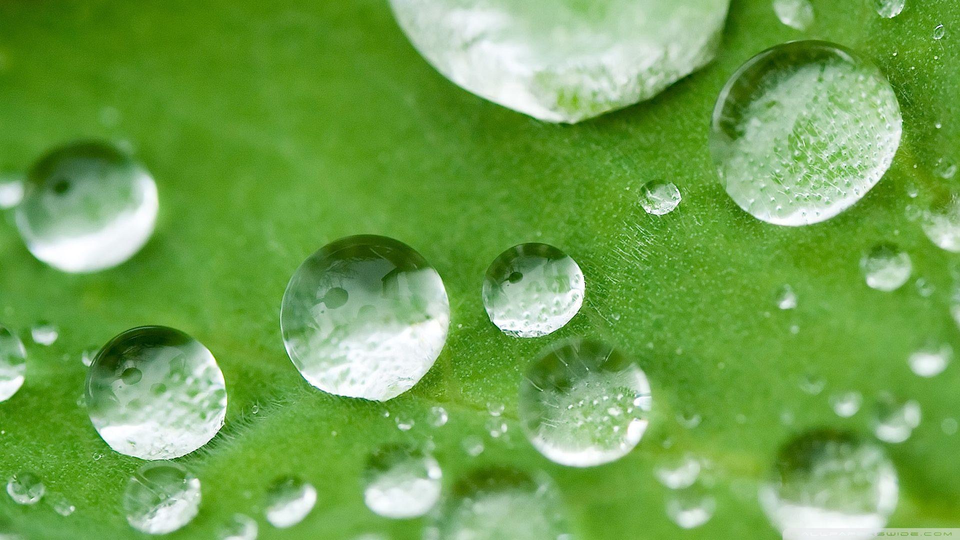 1920x1080 Drops Of Dew ❤ 4K HD Desktop Wallpaper for 4K Ultra HD TV • Wide