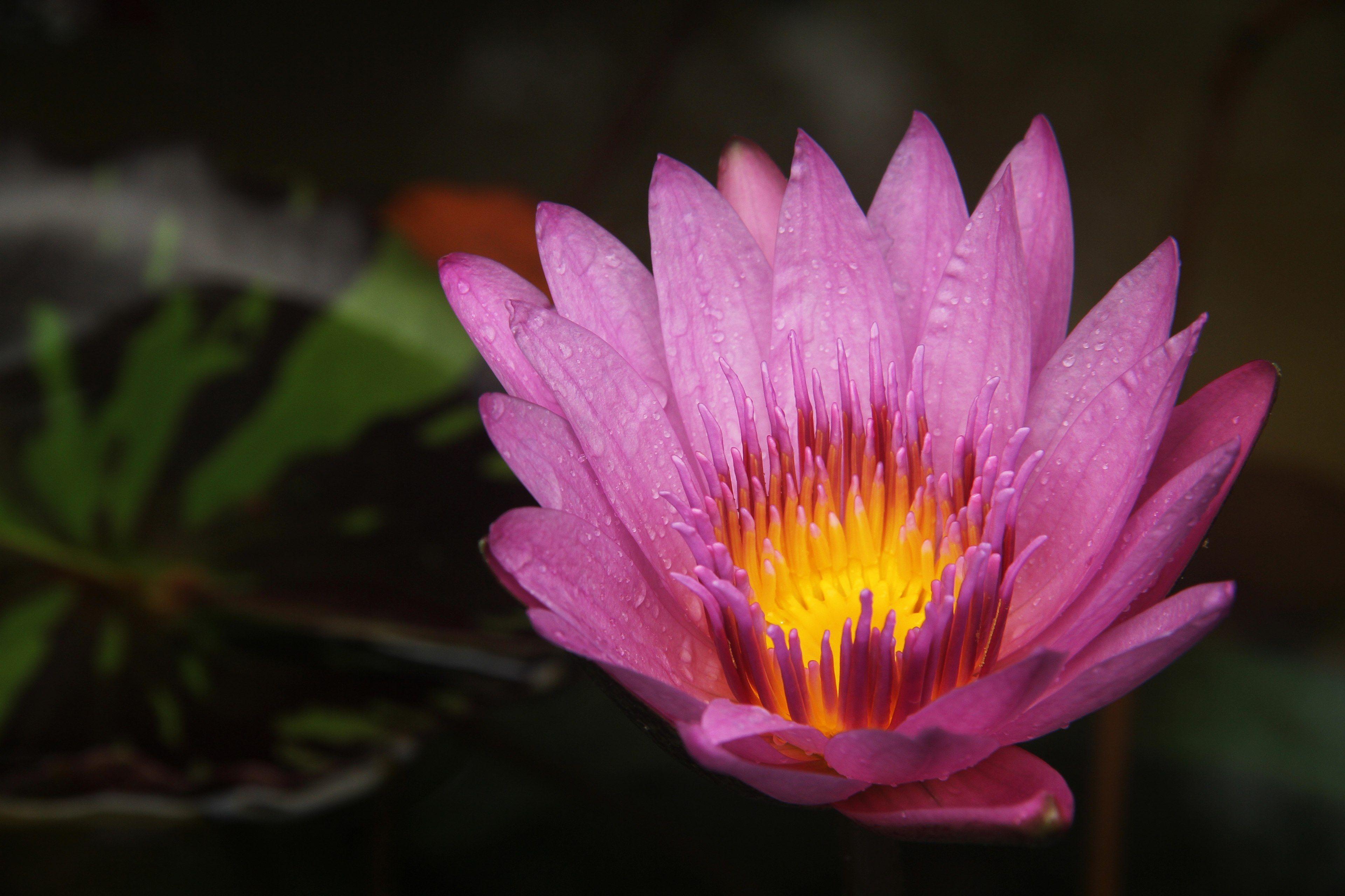 3840x2560 lotus #fire #burning #lotus leaf #dew 4k wallpaper and background