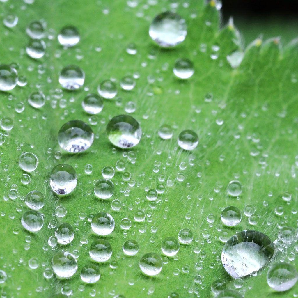 1024x1024 Crystal Dew Water Drop Lotus Leaf iPad Wallpaper Download. iPhone