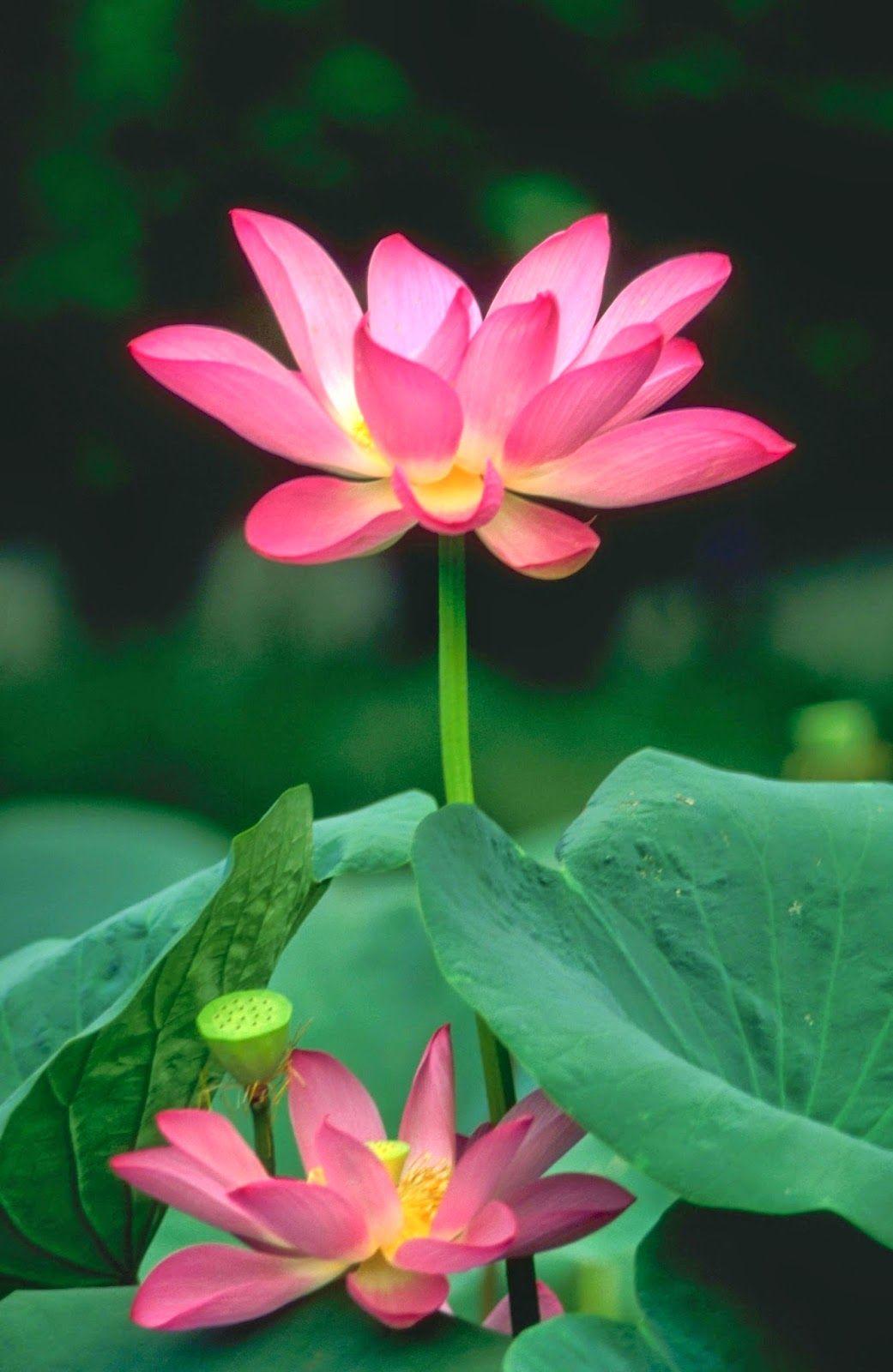 1041x1600 Collection of Lotus 1