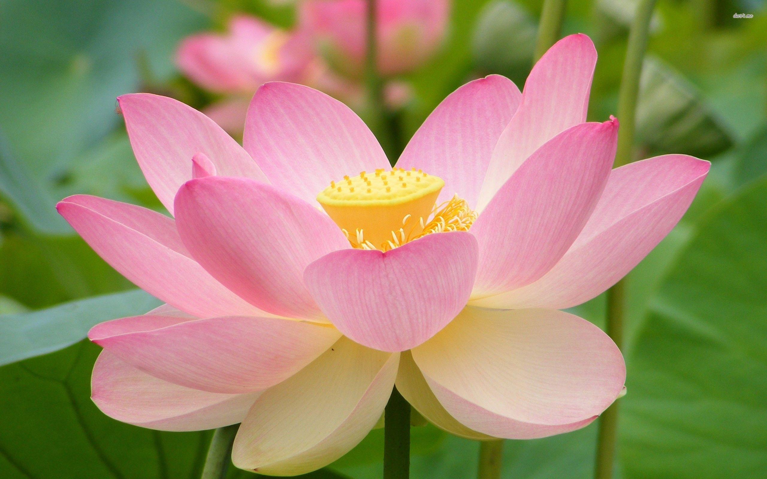 2560x1600 Amazing Free HD Flower Wallpaper. Tech Lovers L Web Design