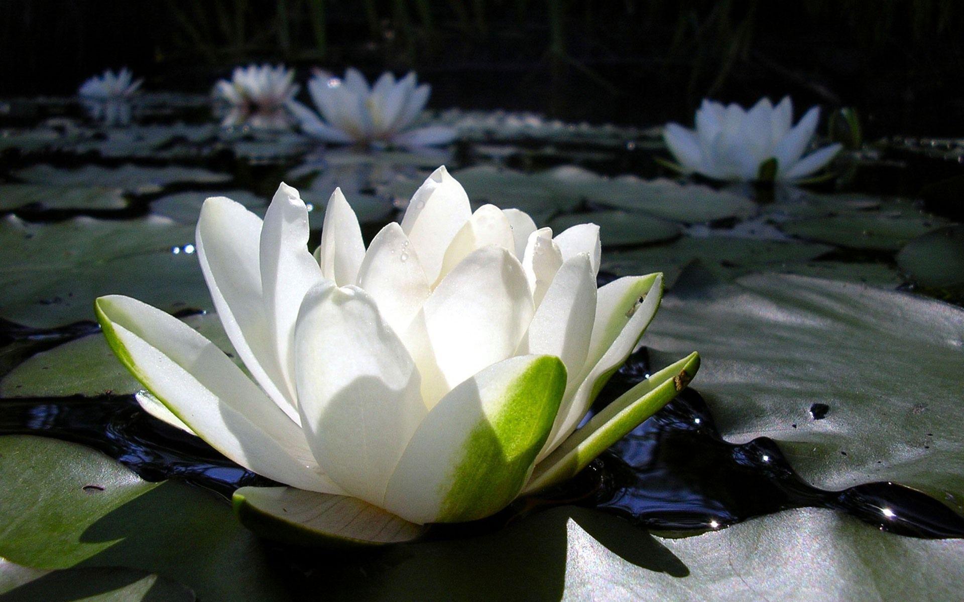 Black Lotus Wallpapers - Top Free Black Lotus Backgrounds - WallpaperAccess