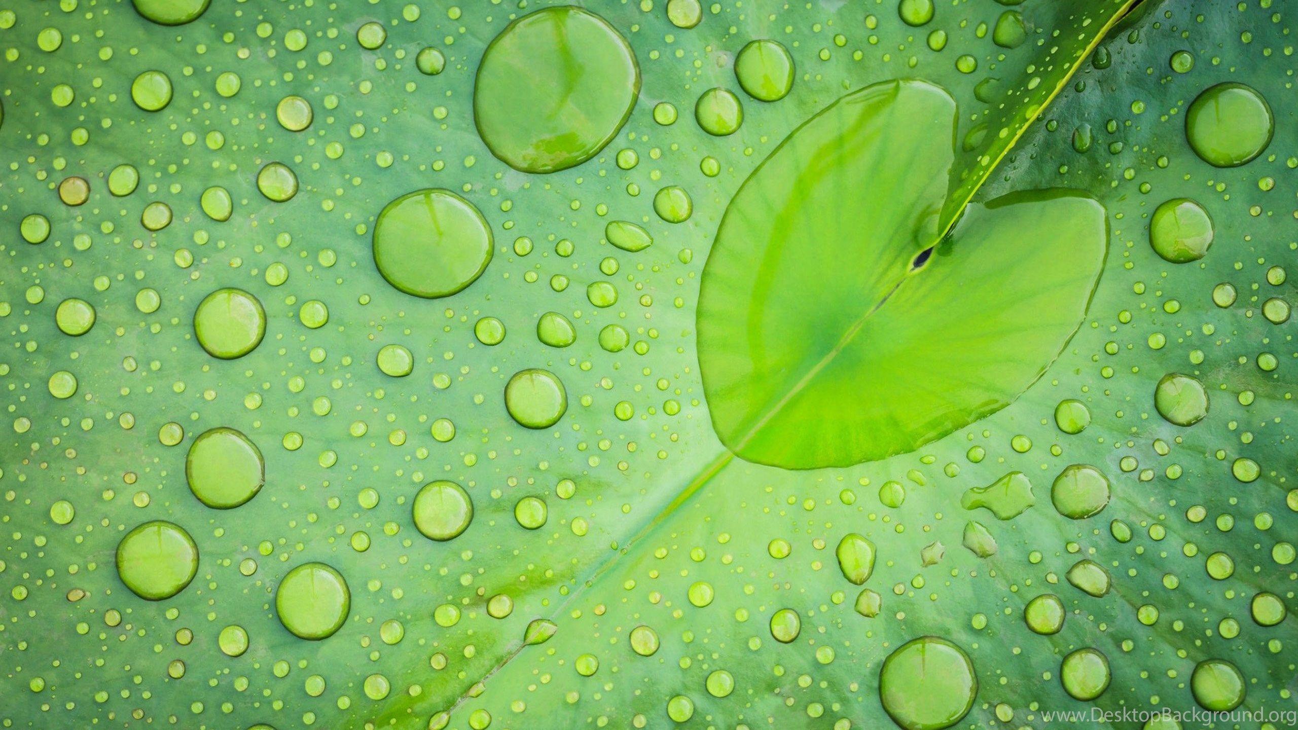 2560x1440 Drops Lotus Theme Wallpaper, HD Wallpaper Downloads Desktop Background