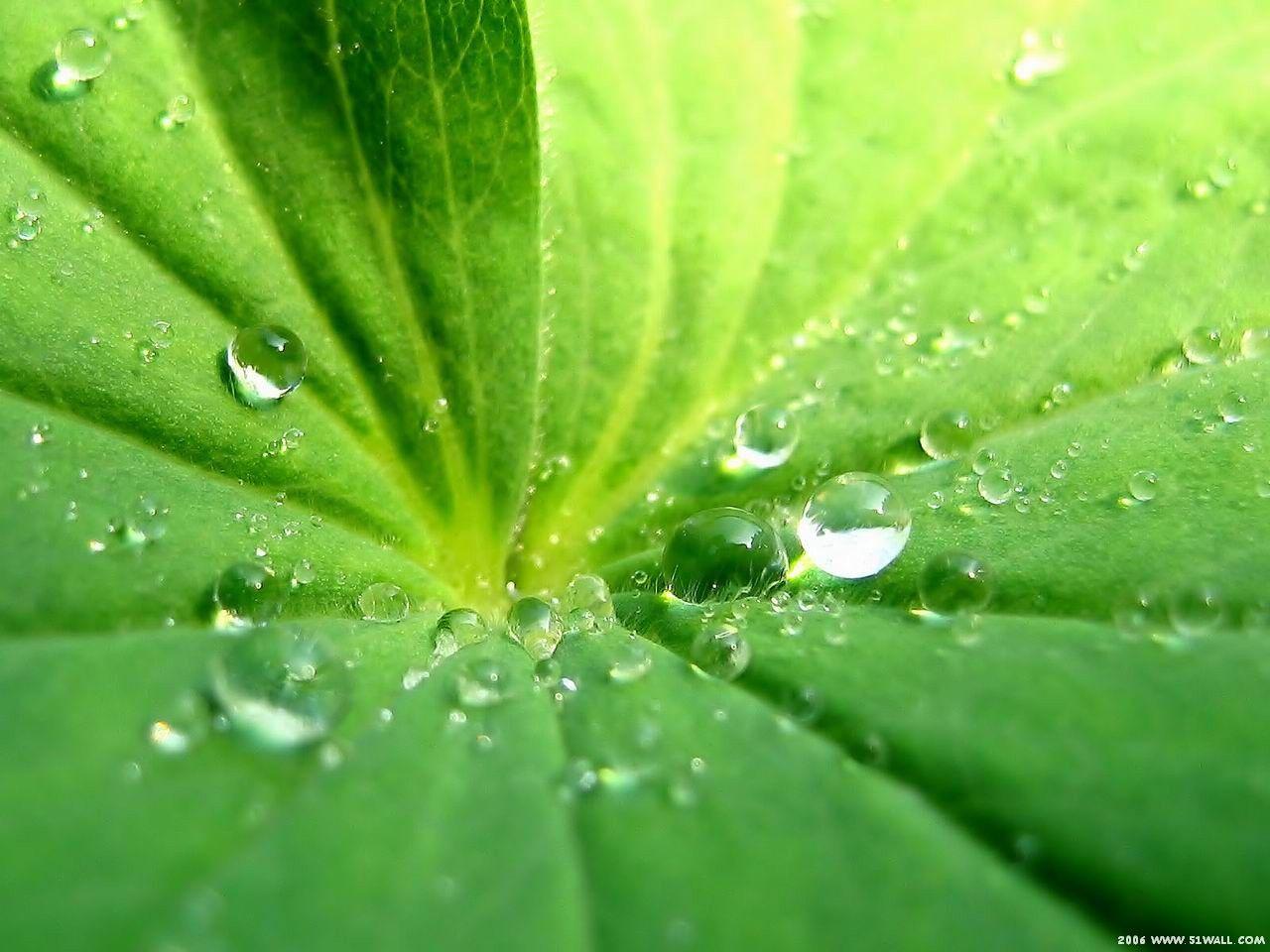 1280x960 Green Dew Drop Wallpaper 16 X 960