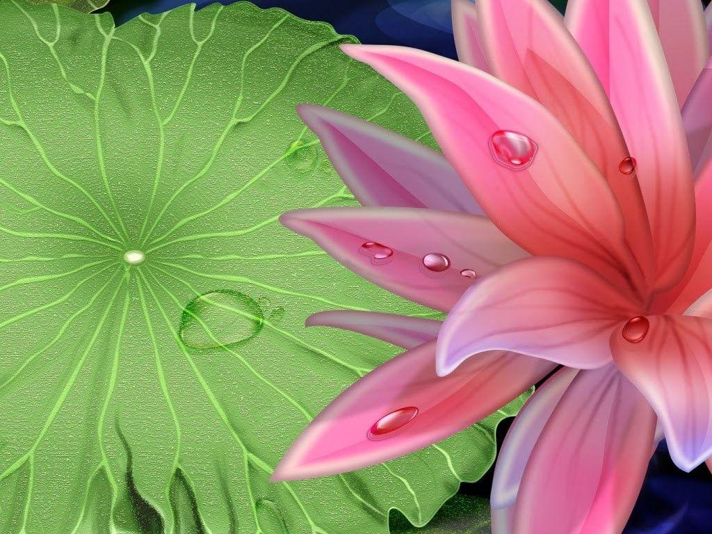 1024x768 Flower Lotus Dew Pad Pink Desktop Image Flower HD 16:9 High