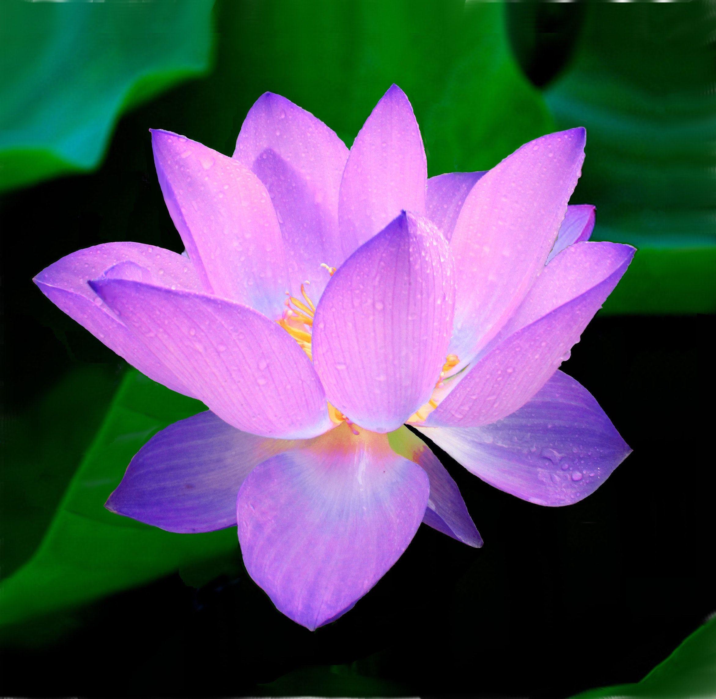 2342x2285 Beautiful Lotus Flower Photo