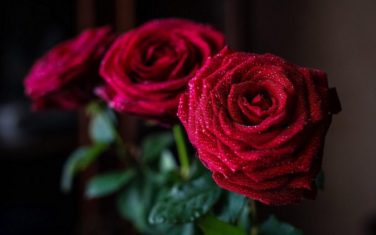 1280x800 Flower wallpaper: Three Red Roses Dros Dew Leaves