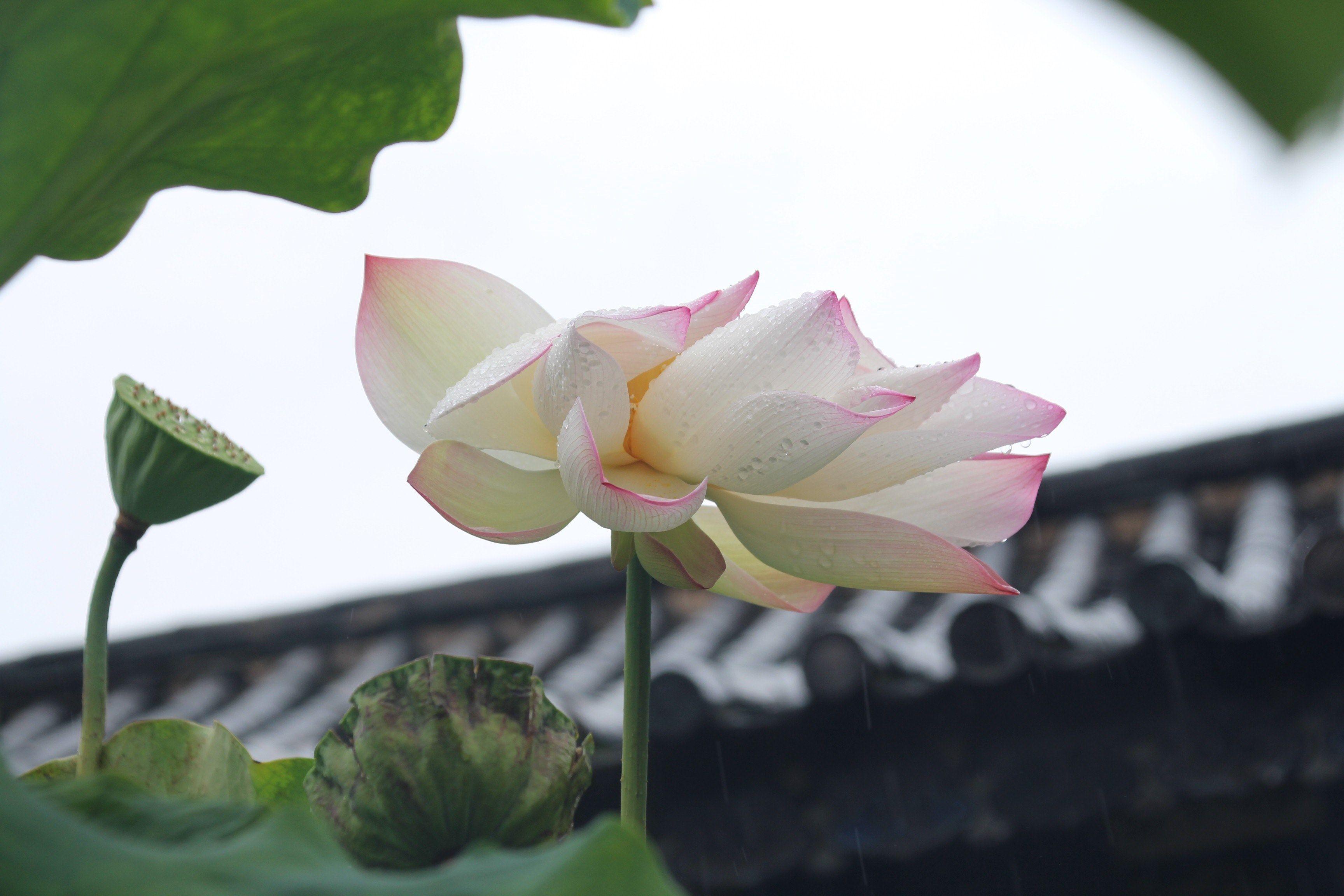 3456x2304 Free : #lotus wallpaper and background
