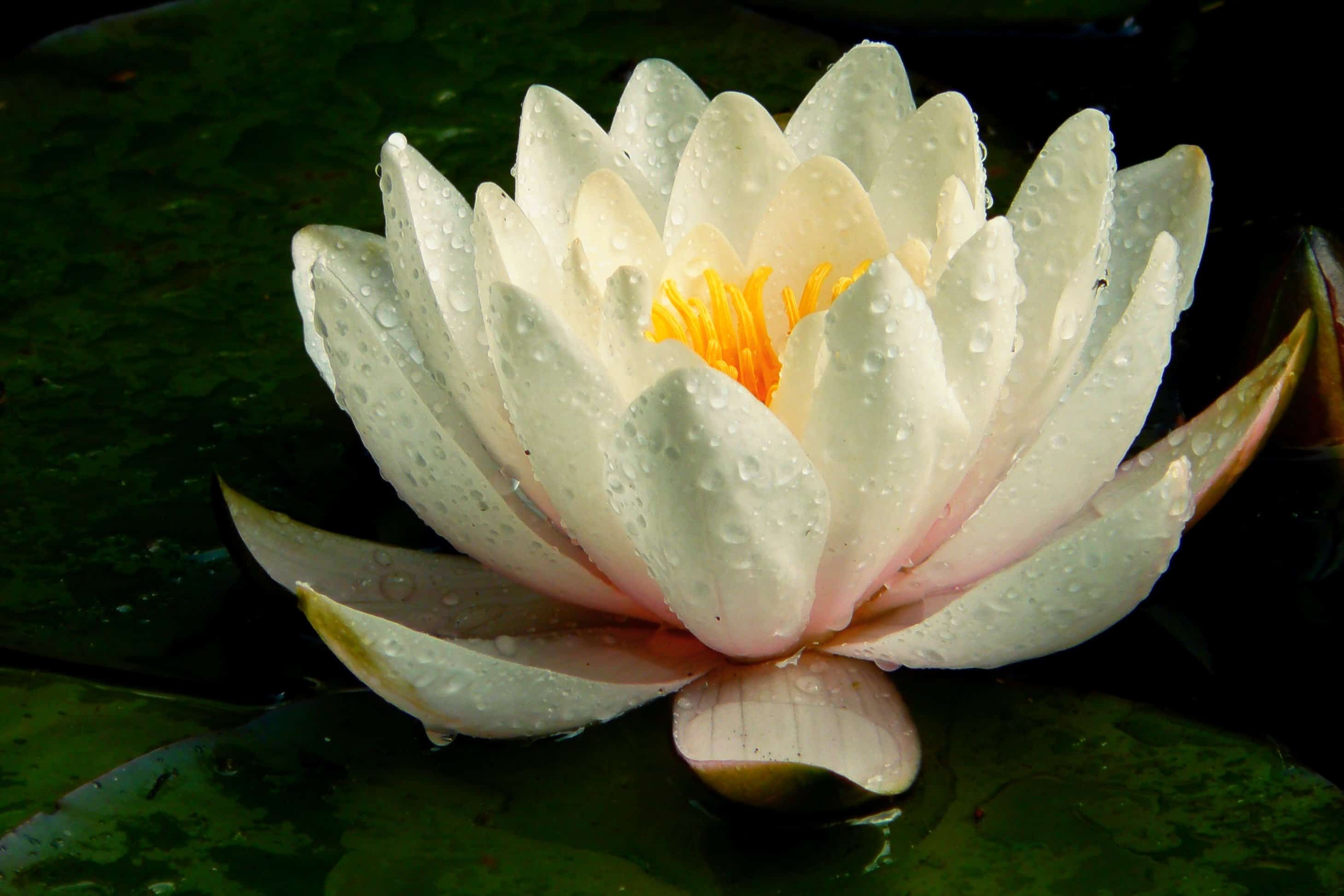 2918x1945 Free picture: dew, raindrop, flower, leaf, white lotus, nature
