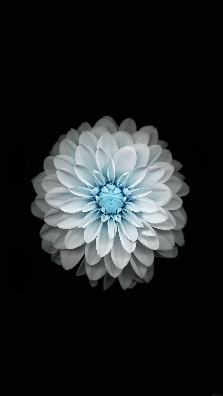 736x1308 iPhone Wallpaper Downloads