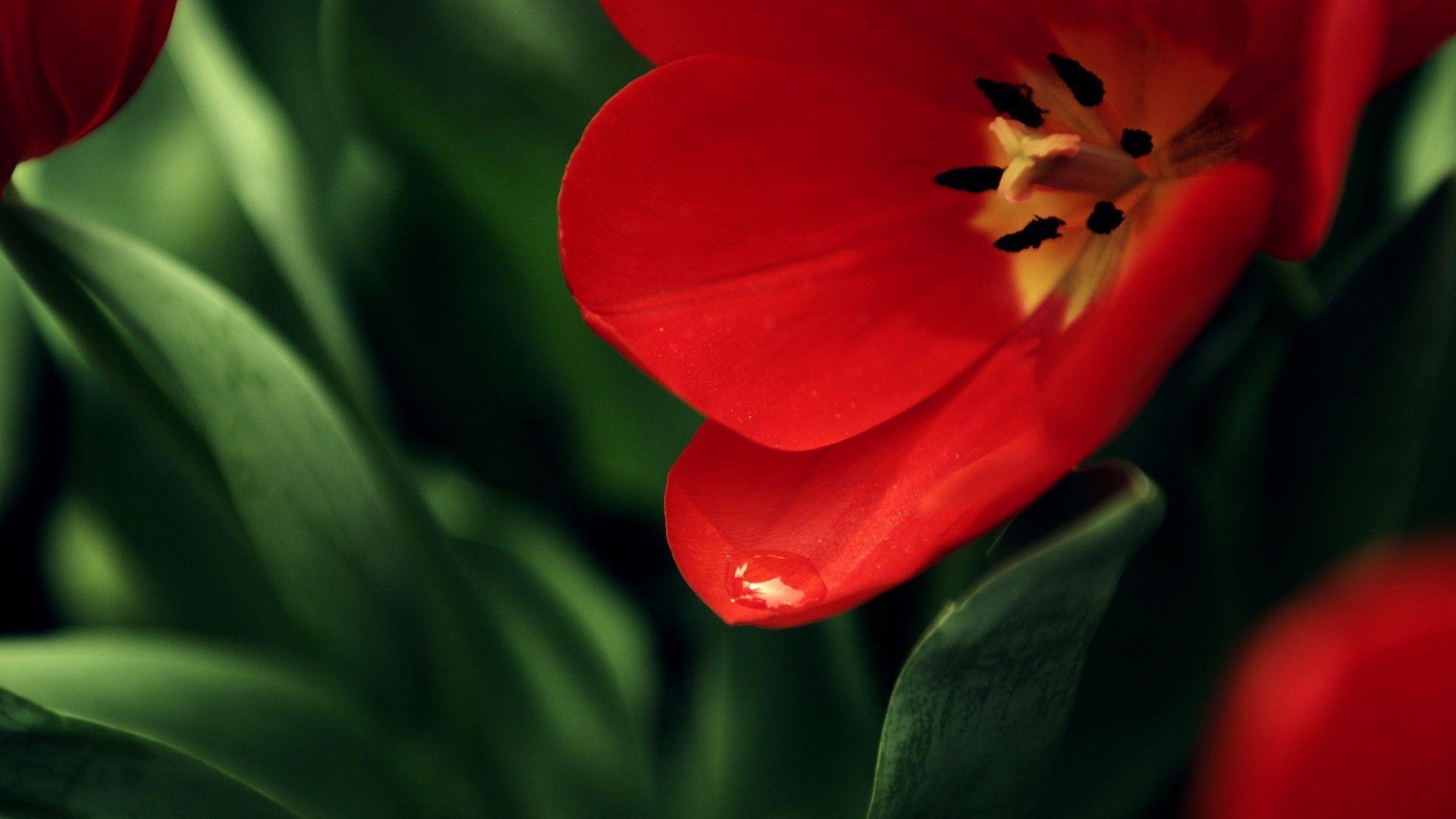 1920x1080 Flowers: Dew Red Full Beautiful Macro Drop Tulip Green Petals Lotus