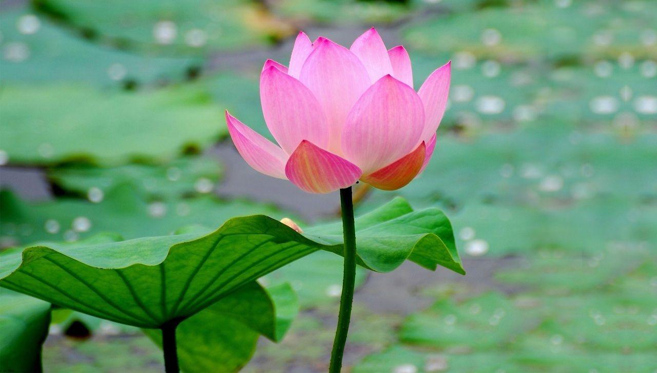 1280x728 Lotus Image HD Picture