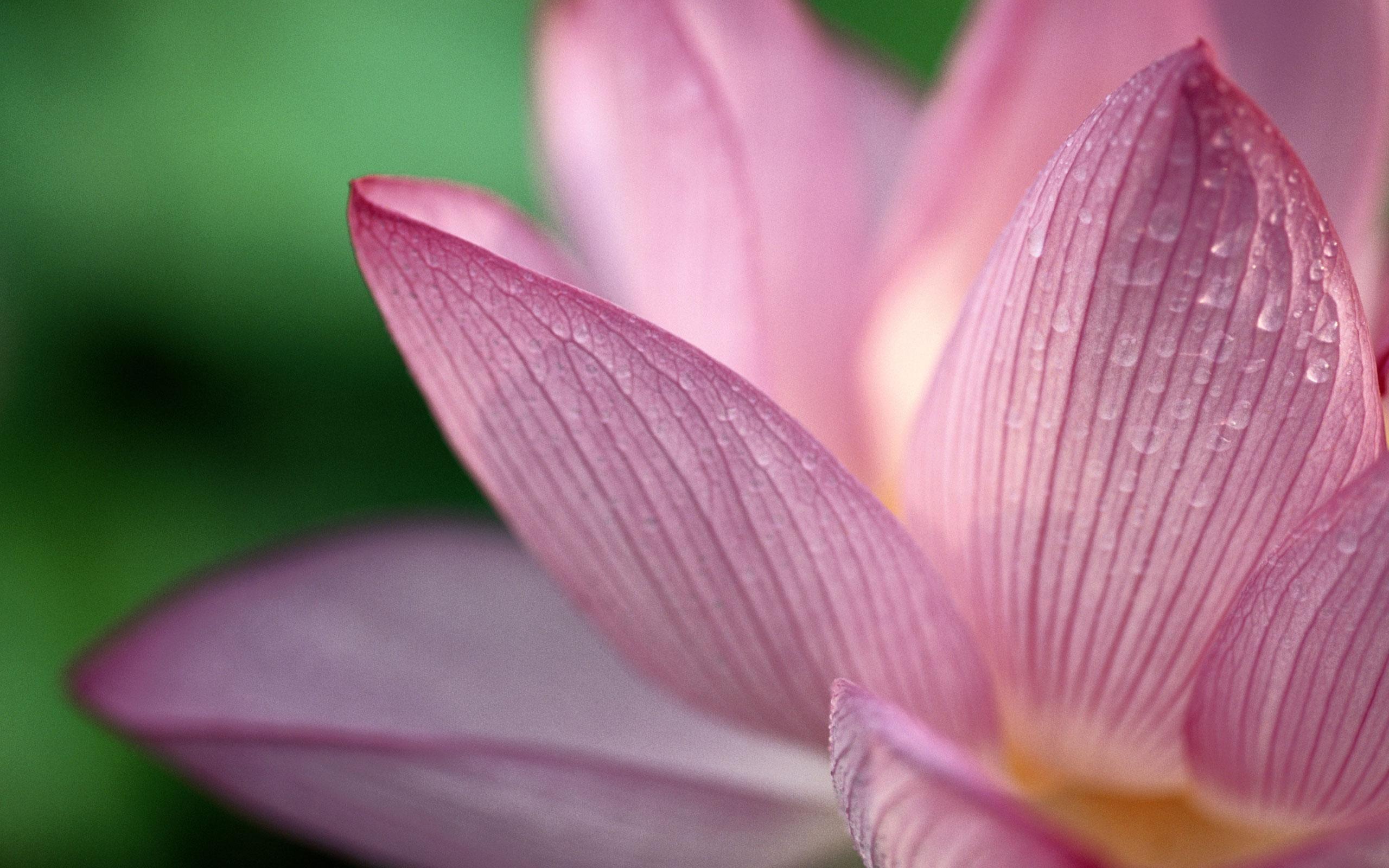 2560x1600 Download the Dew On Pink Velvet Wallpaper, Dew On Pink Velvet iPhone