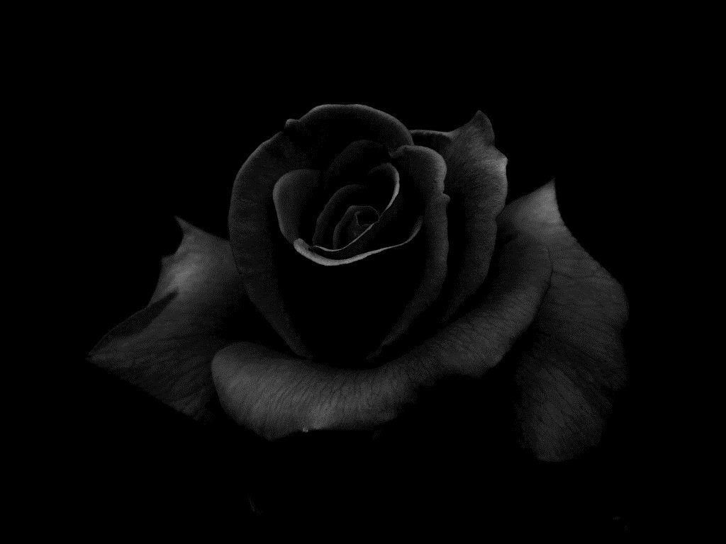 1024x768 Black Roses Desktop Wallpaper
