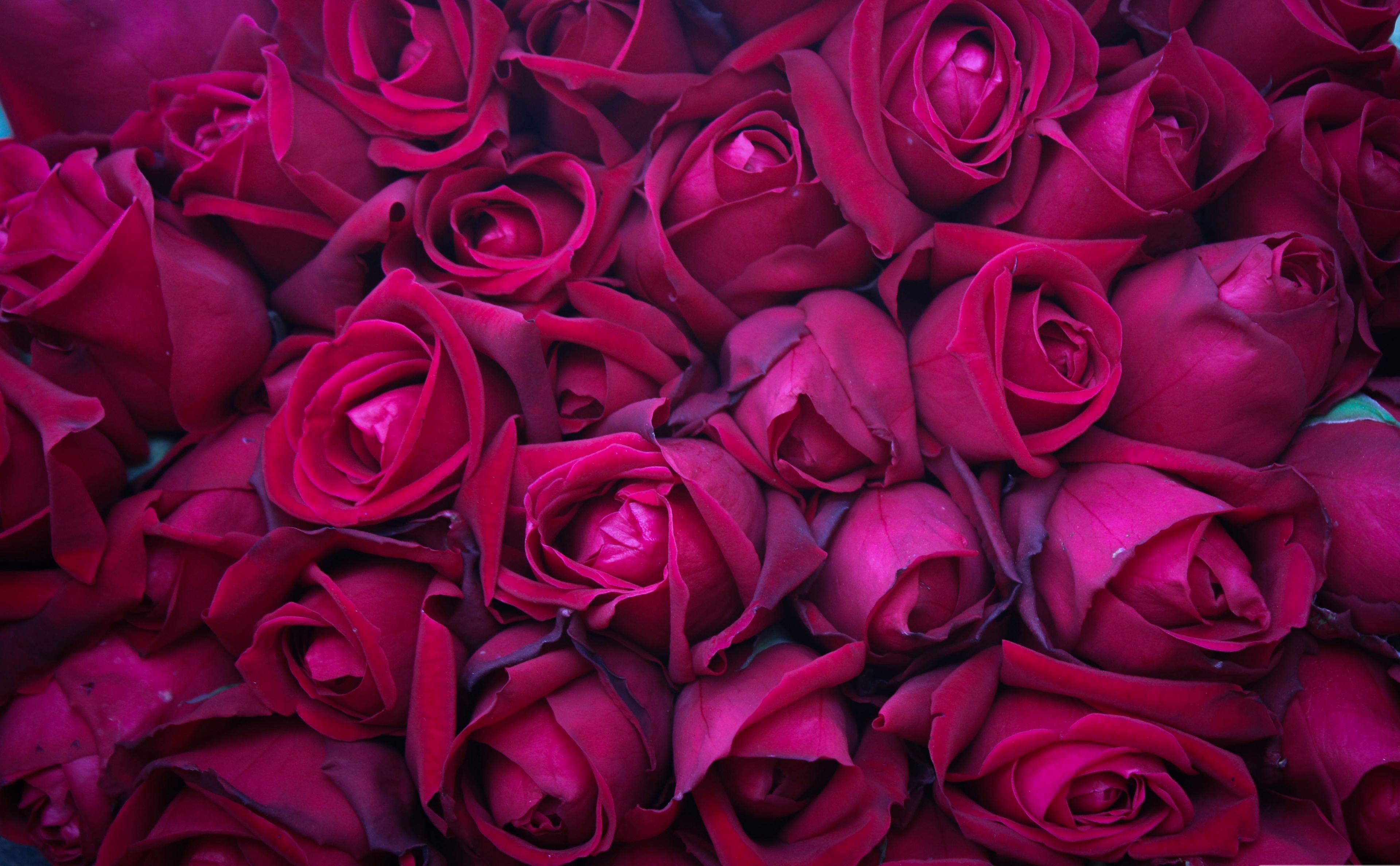 3840x2376 Magenta Colored Roses 4k Ultra HD Wallpaper