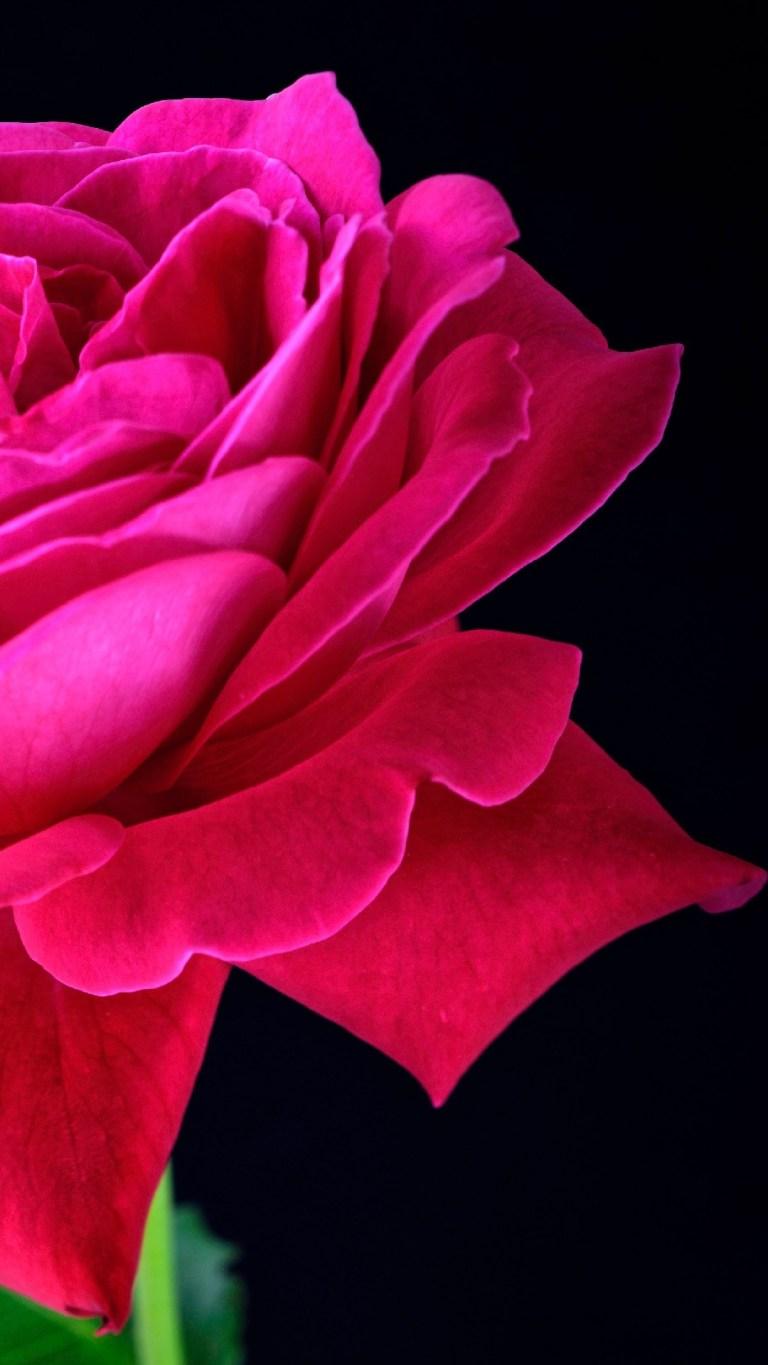 768x1365 Pink Rose Dark Background iPhone HD Wallpaper Download