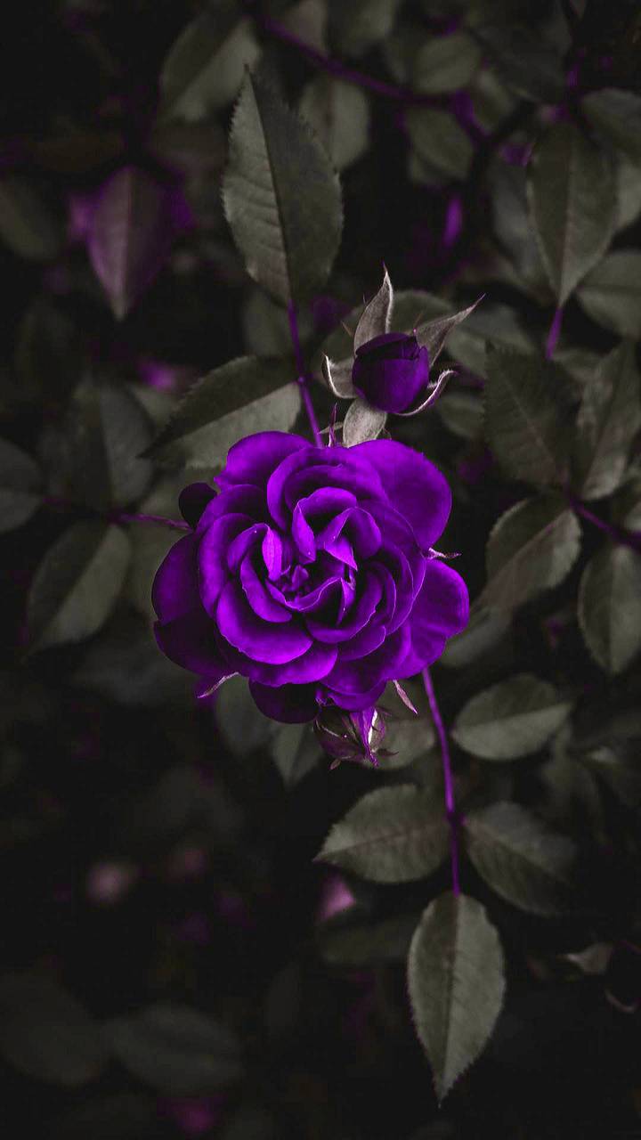 720x1280 Purple Rose Wallpaper