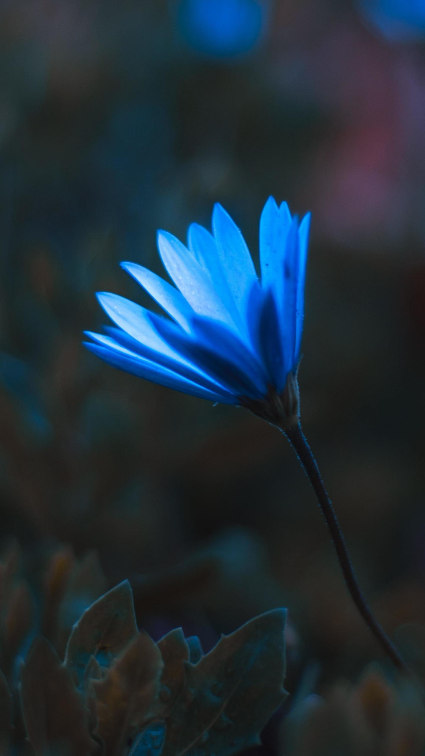 1440x2560 Download 1440x2560 wallpaper blue bright flower, portrait, qhd samsung galaxy s s edge, note, lg g 1440x2560 HD image, background, 25147