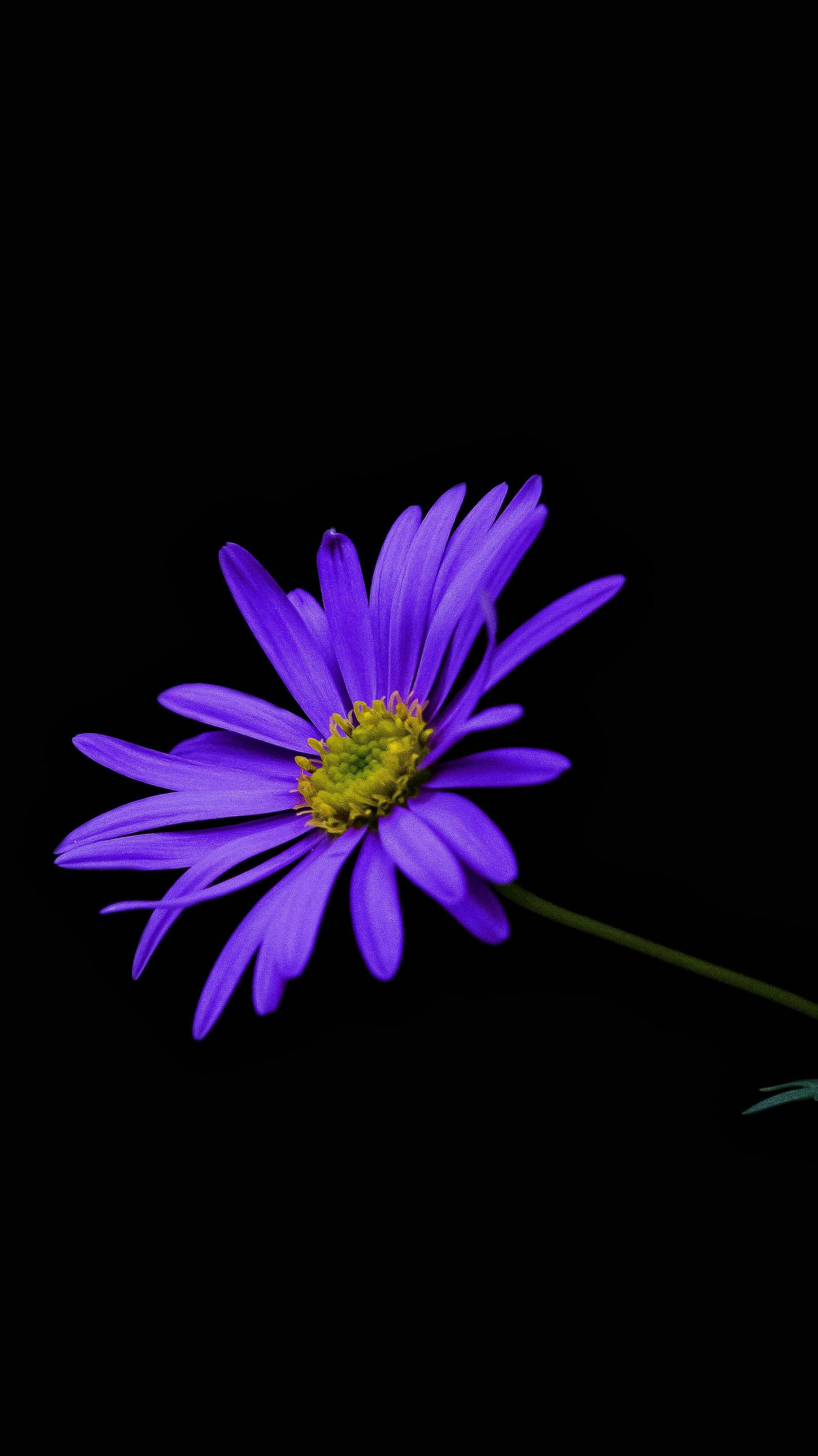 1440x2560 Download Violet, beautiful, flower, portrait wallpaper, 1440x QHD Samsung Galaxy S S Edge, Note, LG G4