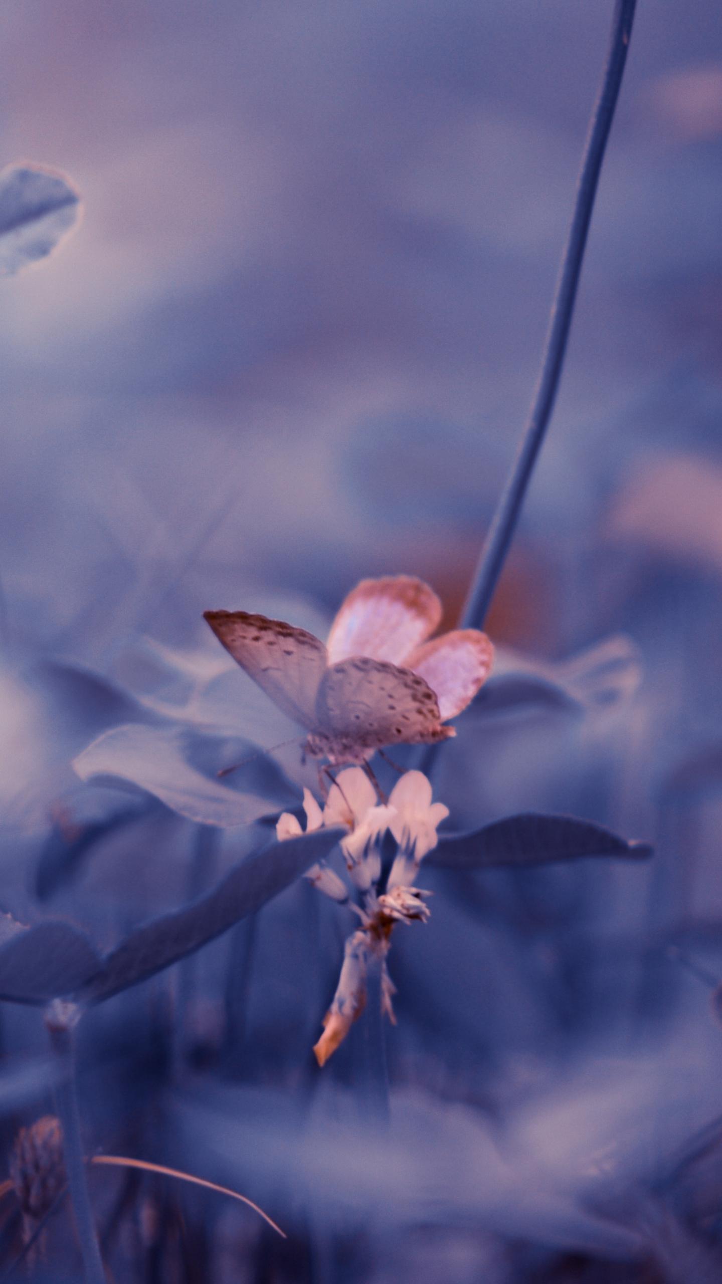 1440x2560 Download 1440x2560 wallpaper portrait, butterfly, insect, blur, qhd samsung galaxy s s edge, note, lg g 1440x2560 HD image, background, 9239
