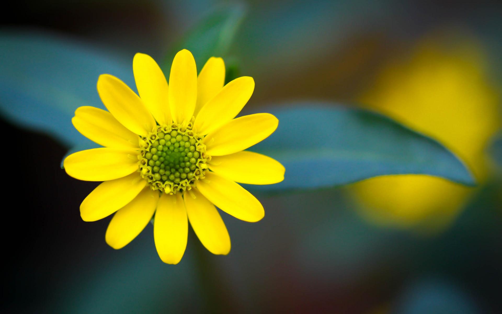 1920x1200 Yellow Flower Image 07432