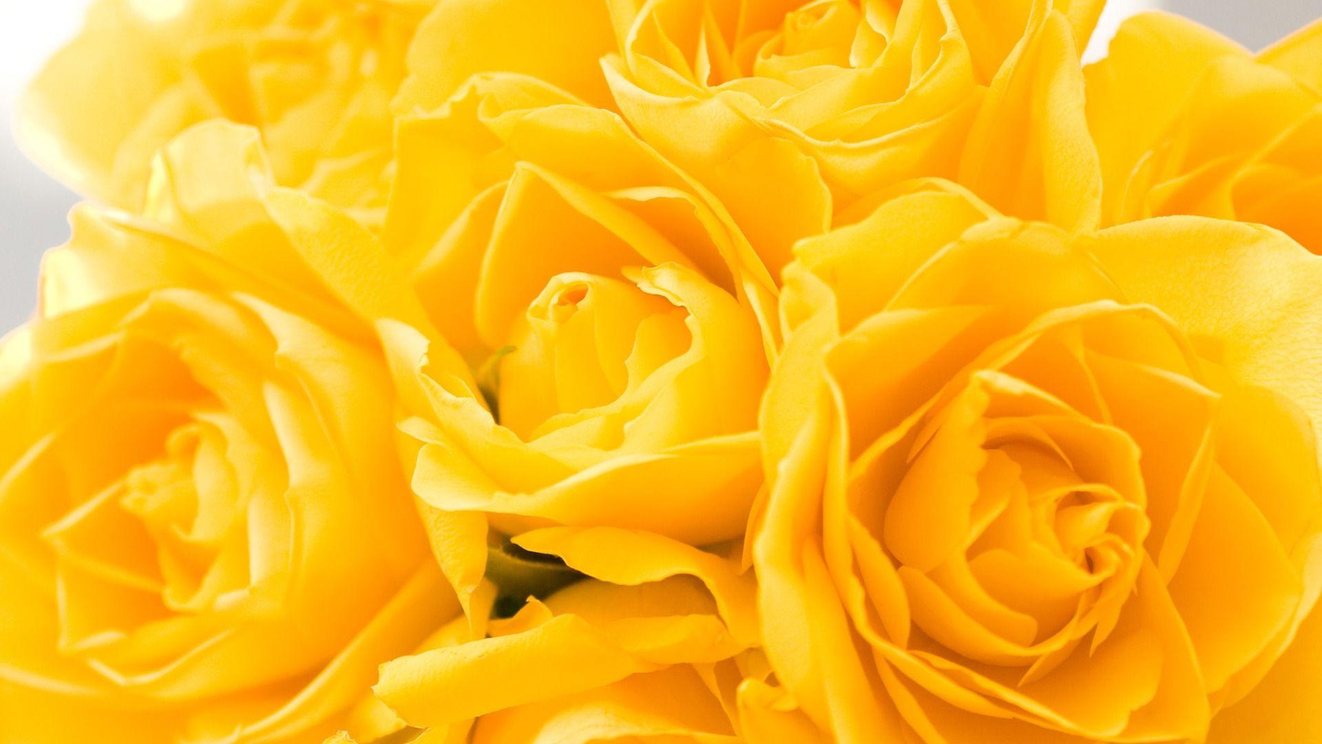 1920x1080 Yellow Roses 1920 x 1080 Wallpaper. Beautiful flowers wallpaper, Beautiful flowers picture, Yellow flower wallpaper