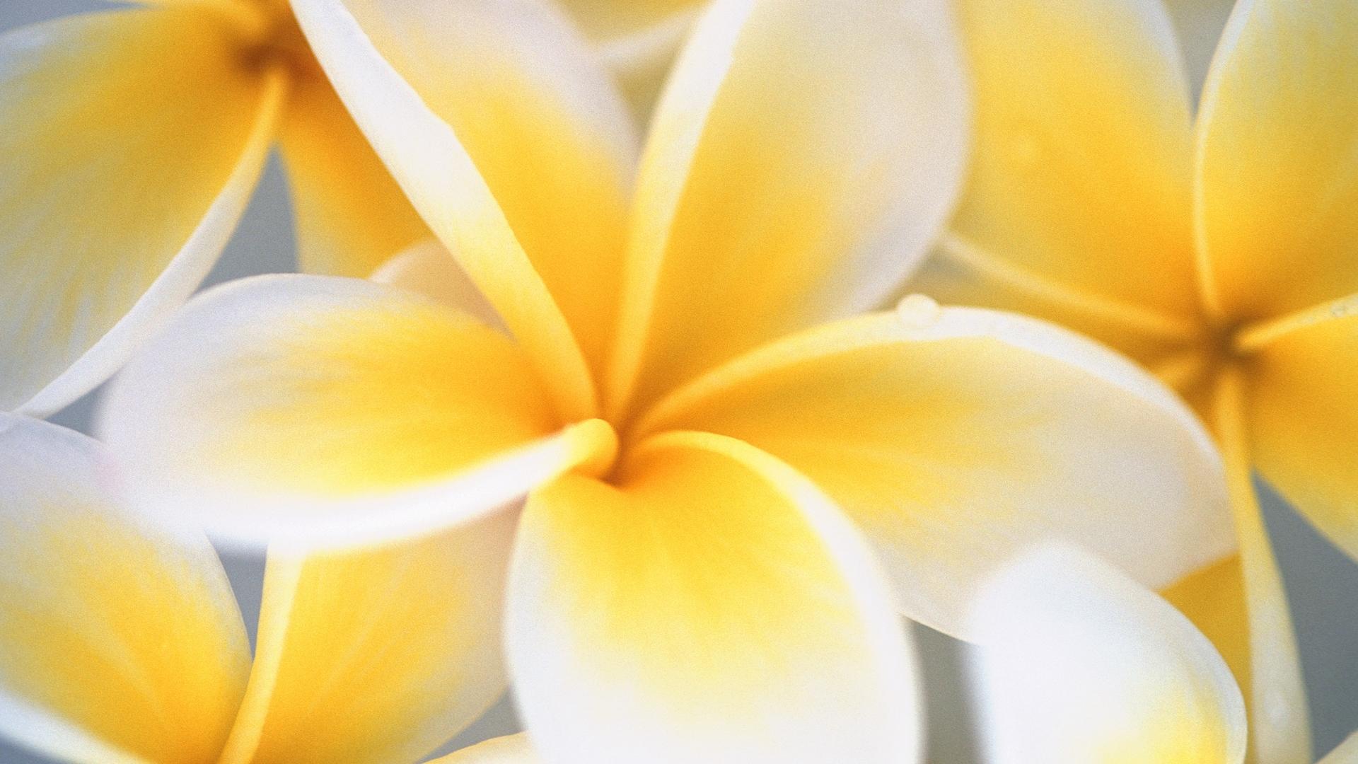 1920x1080 Yellow Flower HD Wallpaper
