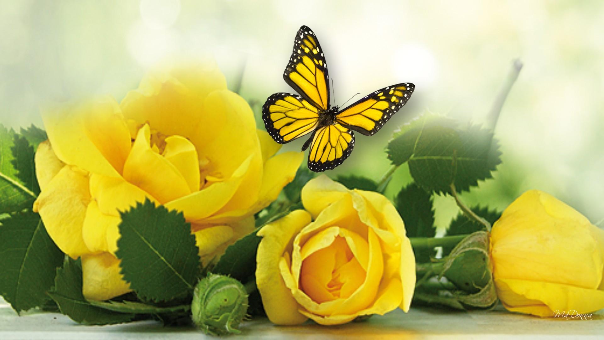 1920x1080 Yellow Roses And Butterflies