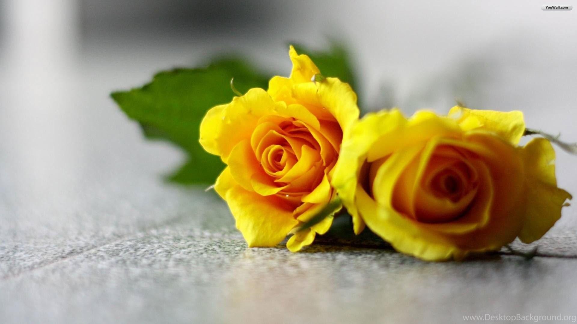 1920x1080 Yellow Flowers Wallpaper HD Picture Desktop Background