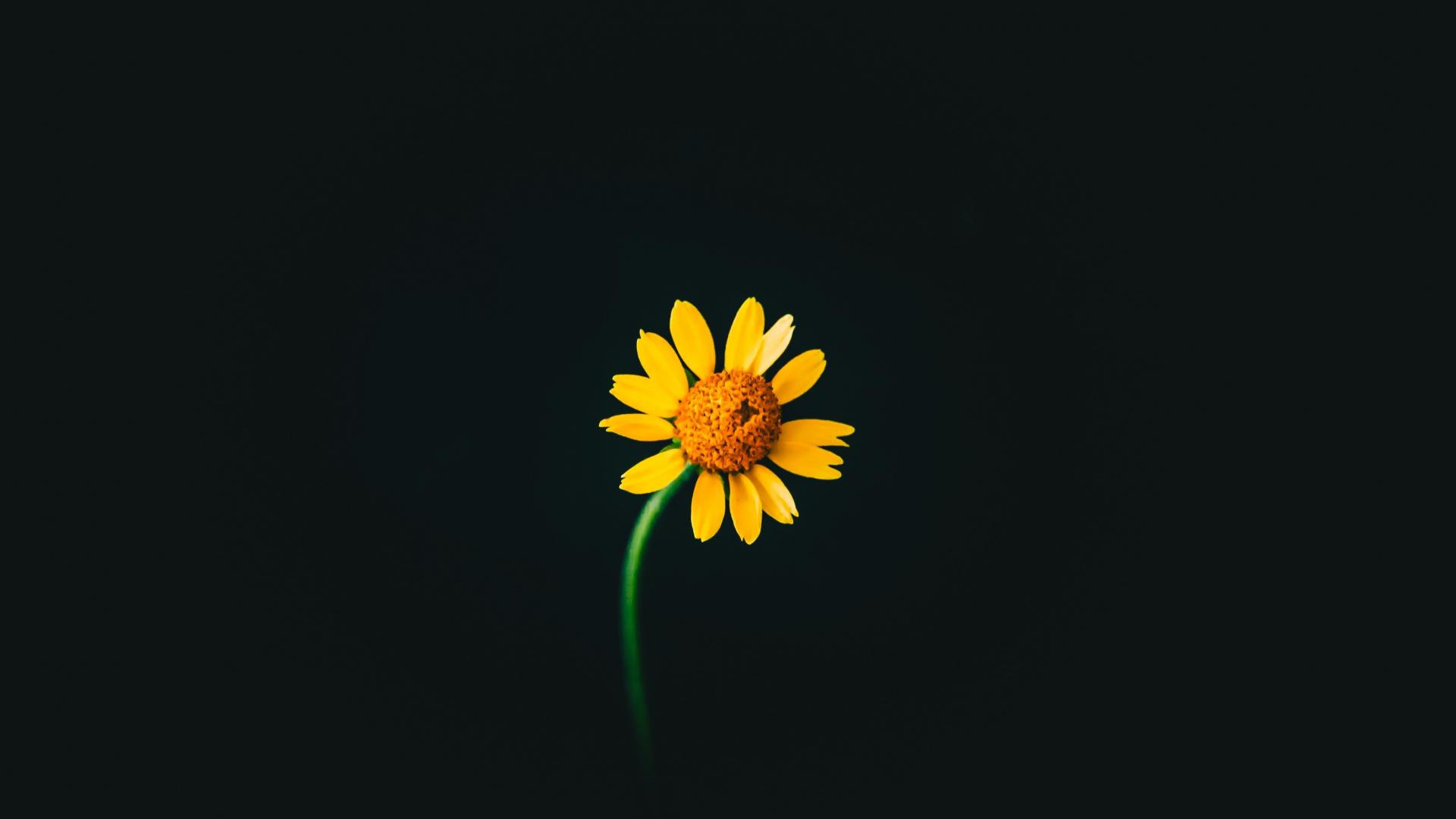 1920x1080 Download 1920x1080 wallpaper yellow flower, portrait, dark, full hd, hdtv, fhd, 1080p, 1920x1080 HD image, background, 24875