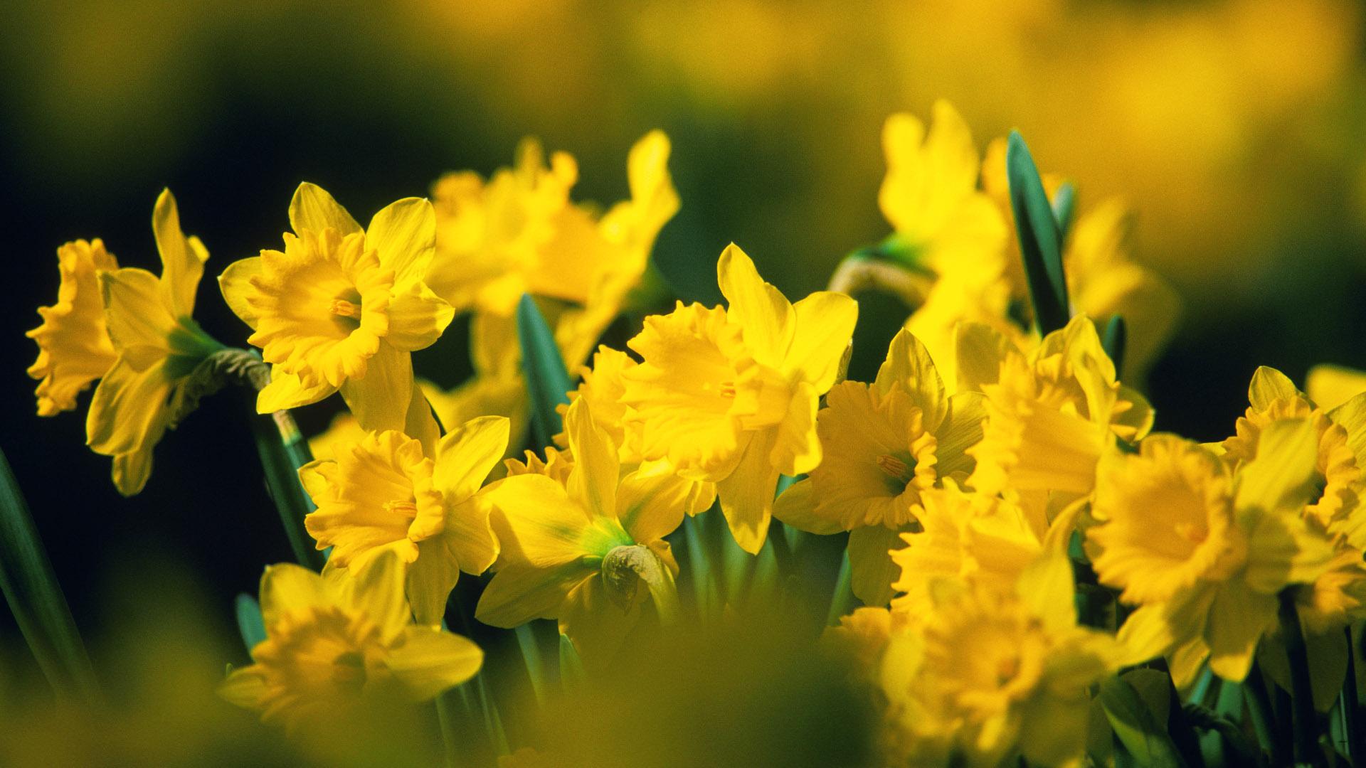 1920x1080 Free download yellow flowers wallpaper [1920x1080] for your Desktop, Mobile & Tablet. Explore Yellow Flowers Wallpaper. Yellow Floral Wallpaper, Yellow Flowers Wallpaper for iPhone, Yellow Roses Wallpaper for Desktop