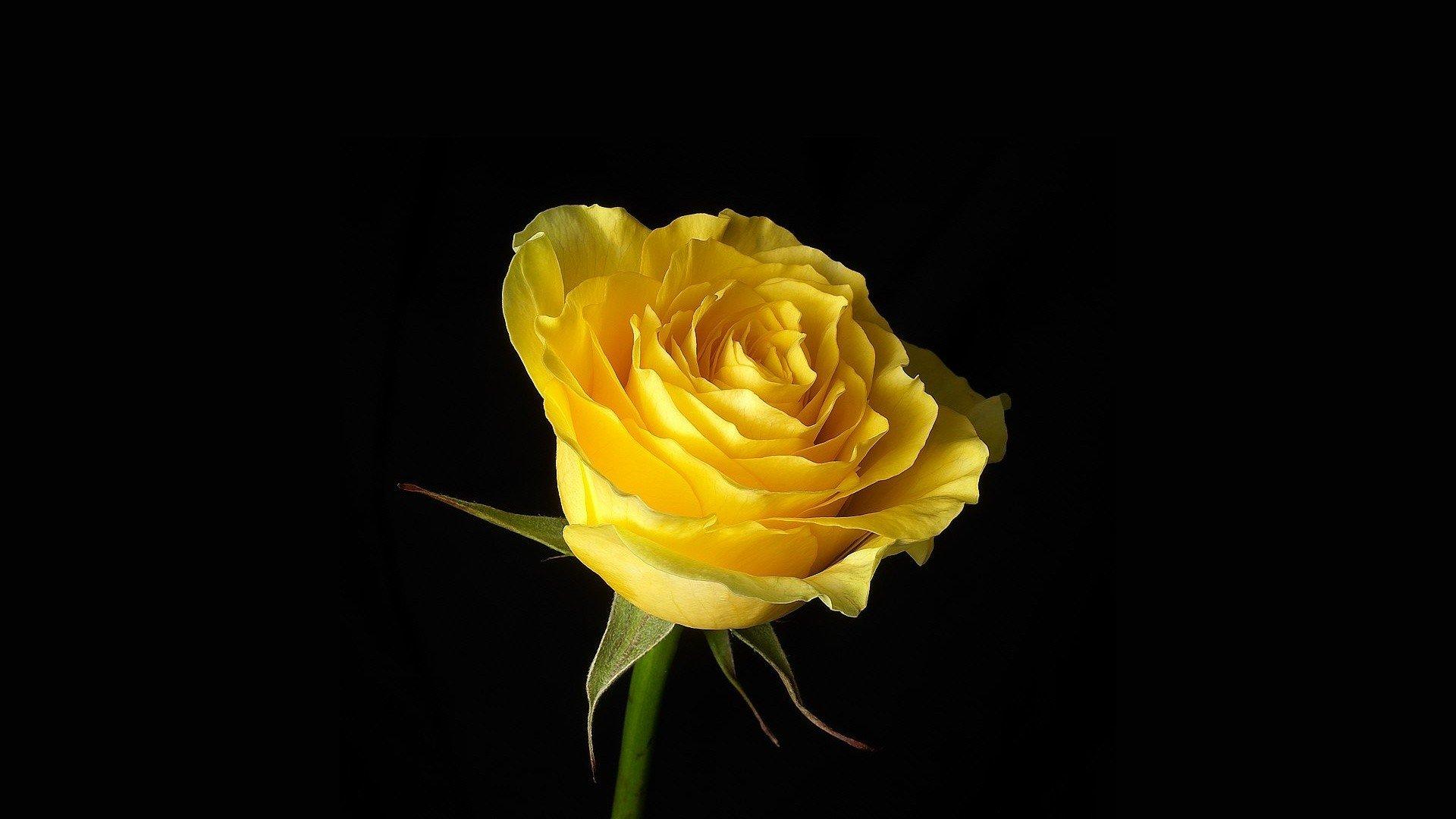 1920x1080 Yellow Flower wallpaper 1920x1080 Full HD (1080p) desktop background