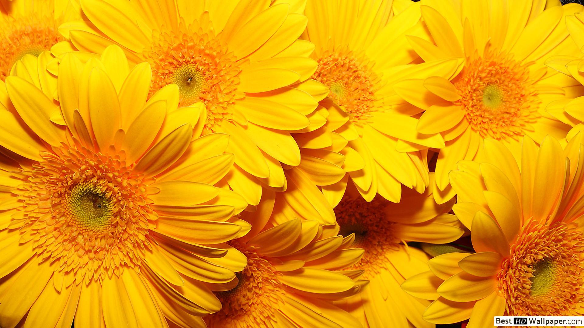 1920x1080 Nature flowers HD wallpaper download