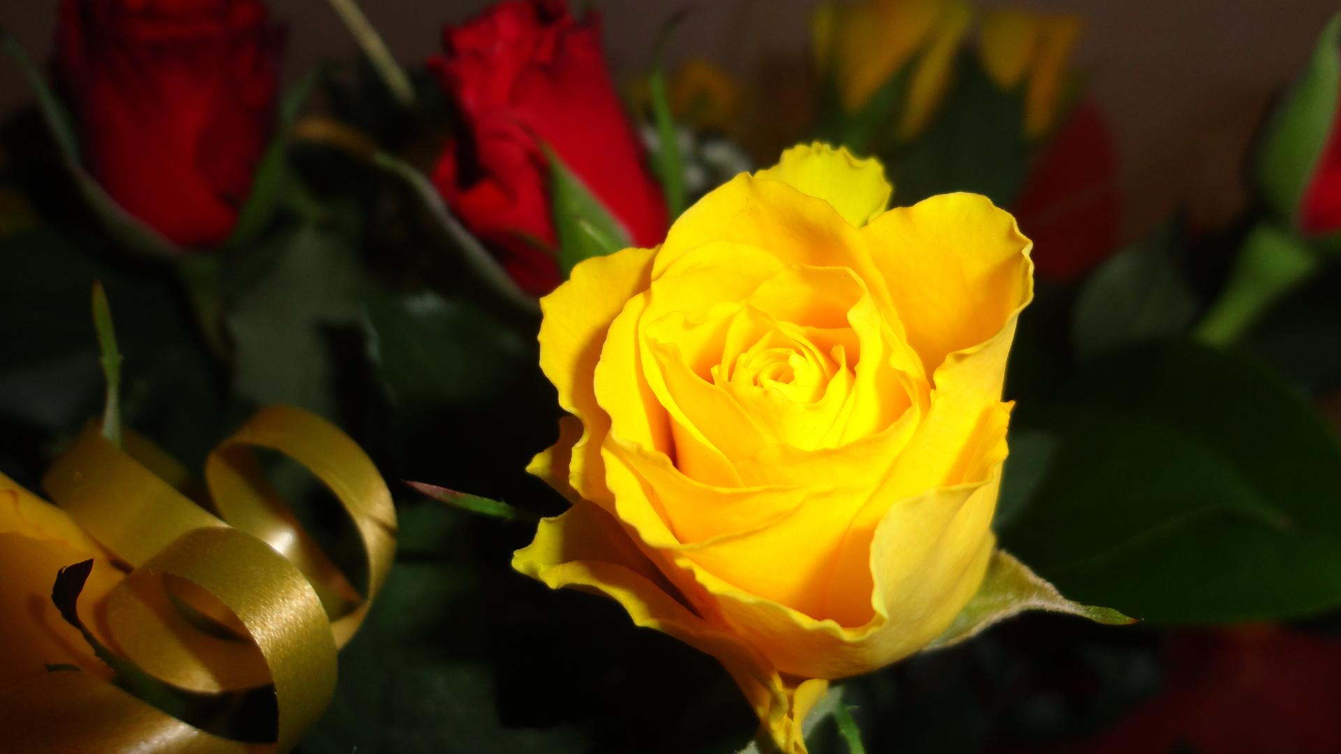 1920x1080 Beautiful Yellow Flowers Wallpaper 1080p Is 4k Wallpaper Yellow Rose Flower
