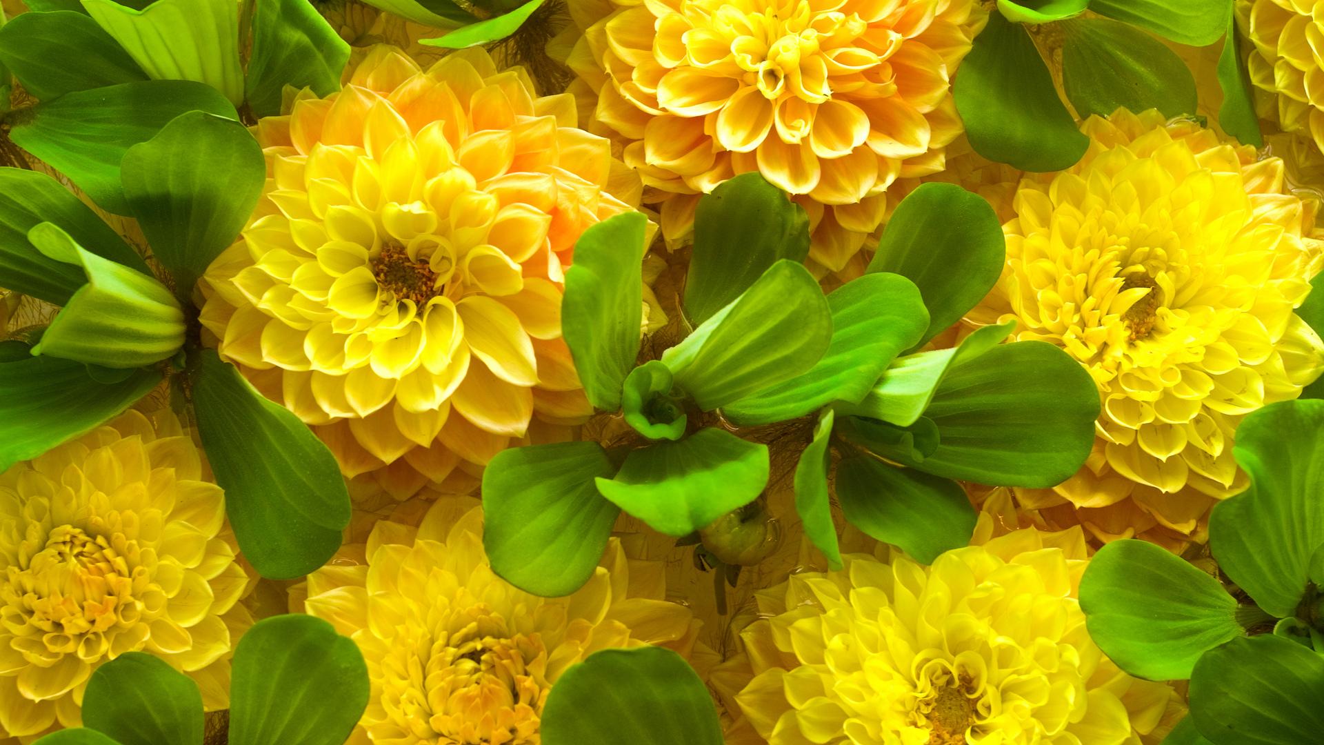 1920X1080 Yellow Flowers Wallpapers - Top Free 1920X1080 Yellow Flowers