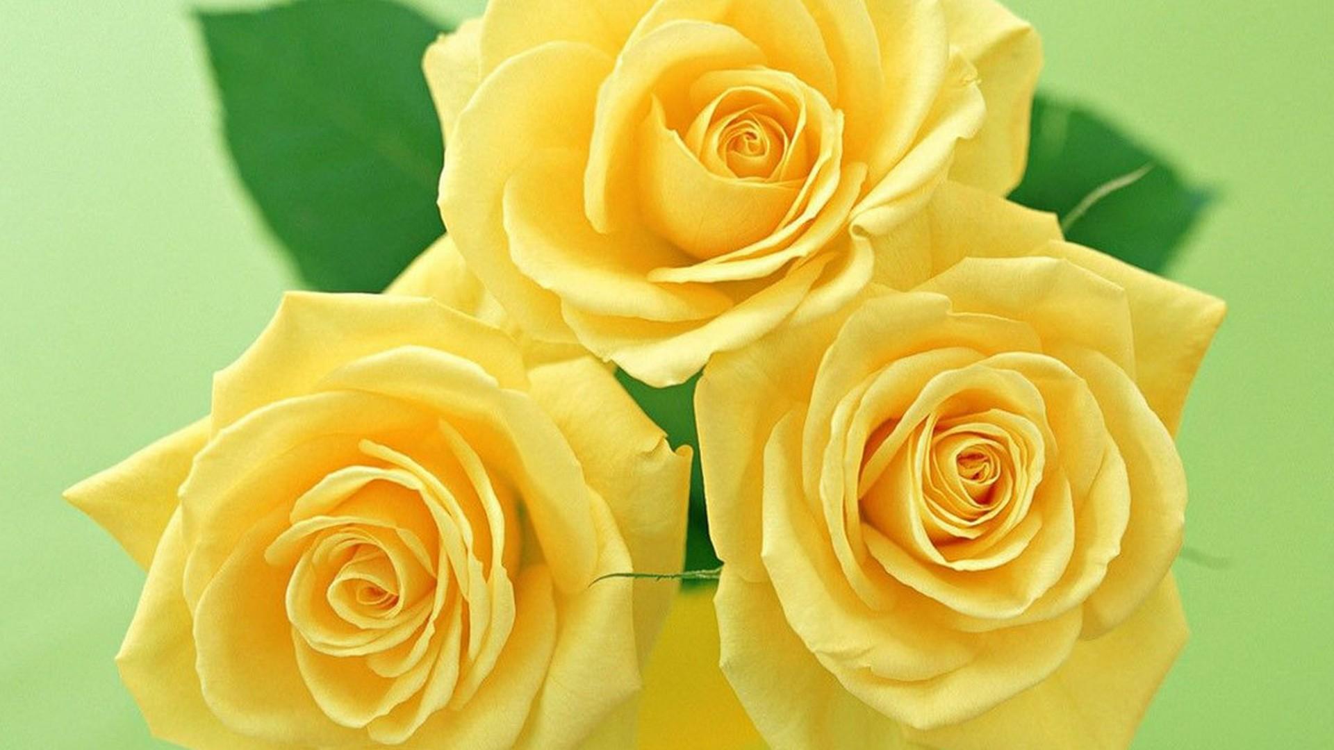 1920x1080 Desktop Wallpaper Yellow Flower Cute Wallpaper