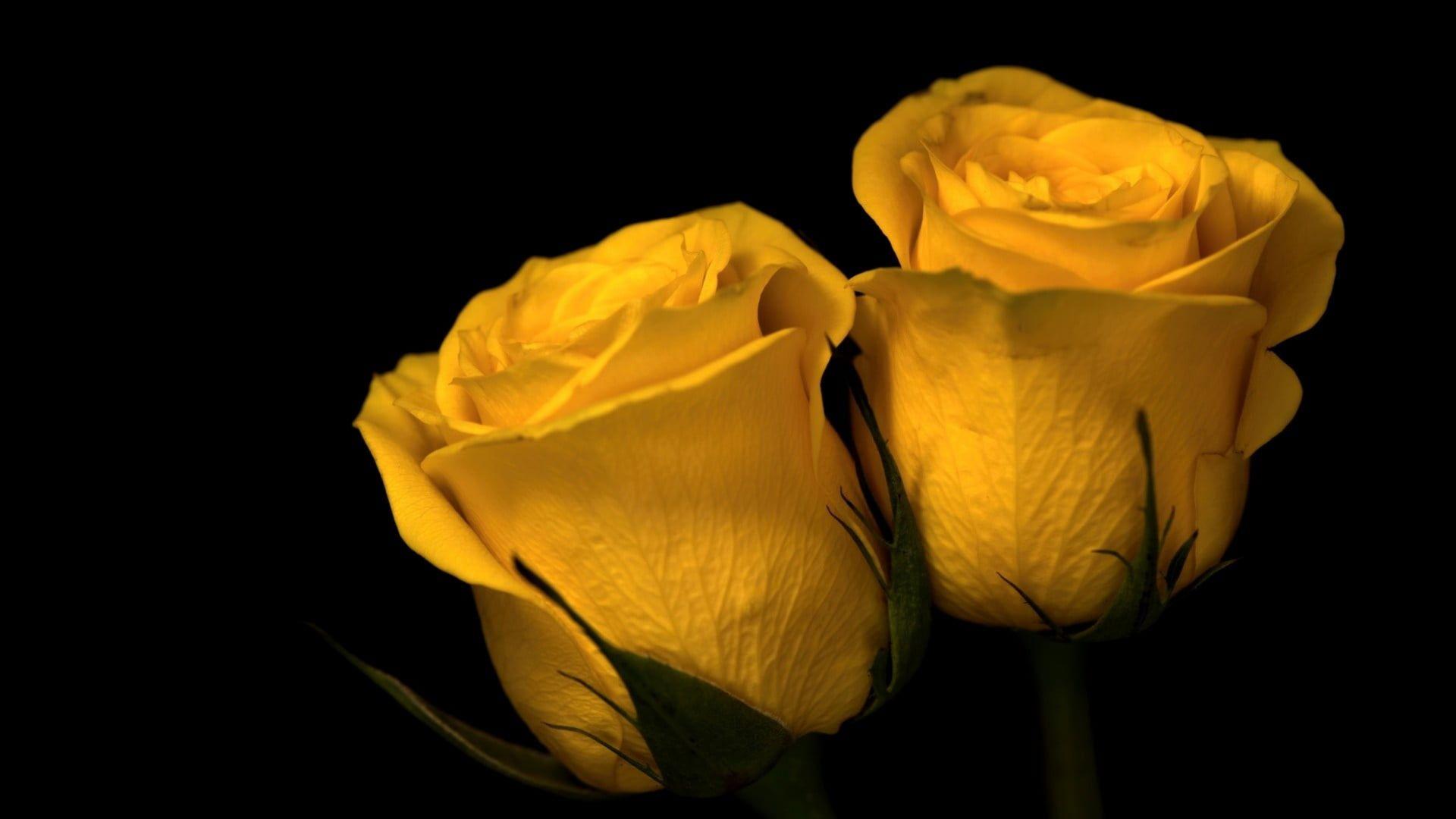 1920x1080 Desktop wallpaper close up, yellow roses, flower, HD image, picture, background, 91f07c