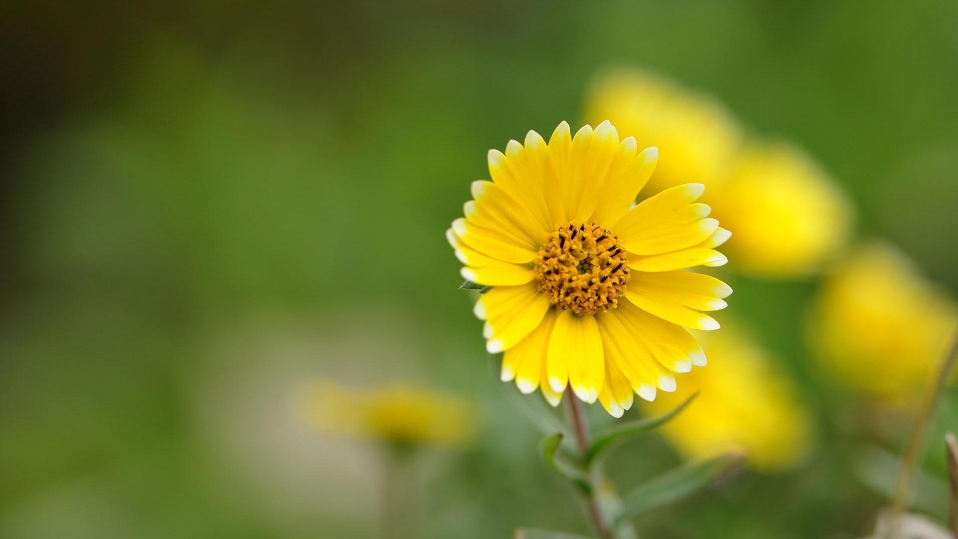 1920x1080 Yellow Flower desktop PC and Mac wallpaper